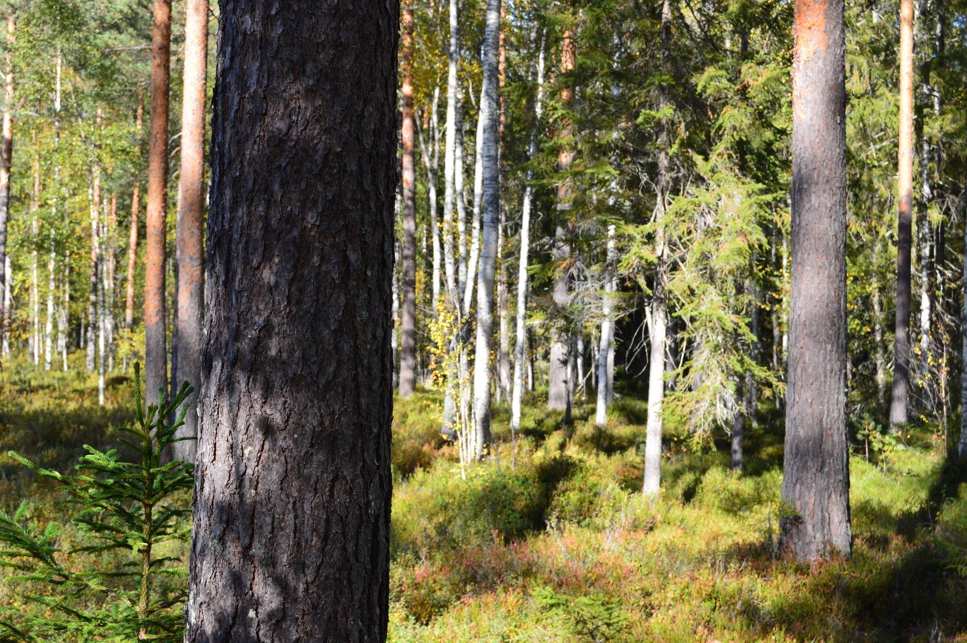 Gård med skogsbruk på Landtjärn Sandvikens kommun - bild 24