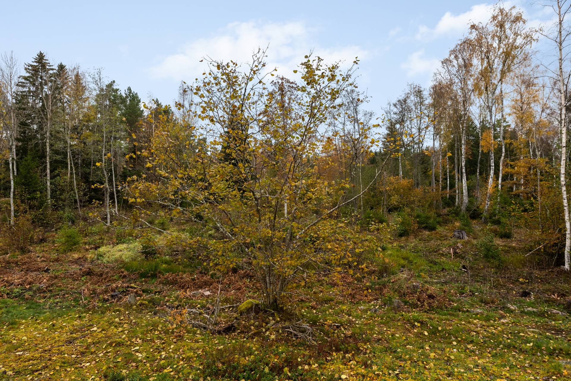 tomt på Sollarövägen 54 Sollarö, Norrtälje kommun - bild 3