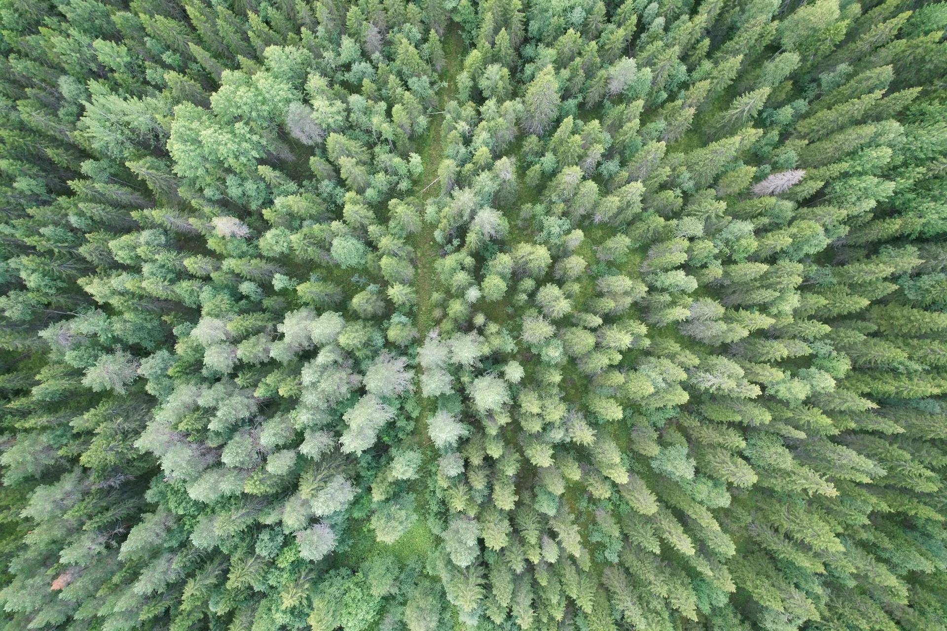 Gård/skog på Korpikylä Haparanda kommun - bild 3