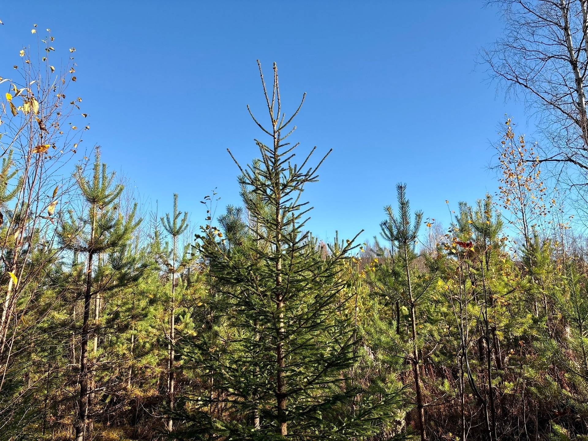 Gård/skog på Granön 4:6 Vindelns kommun - bild 5