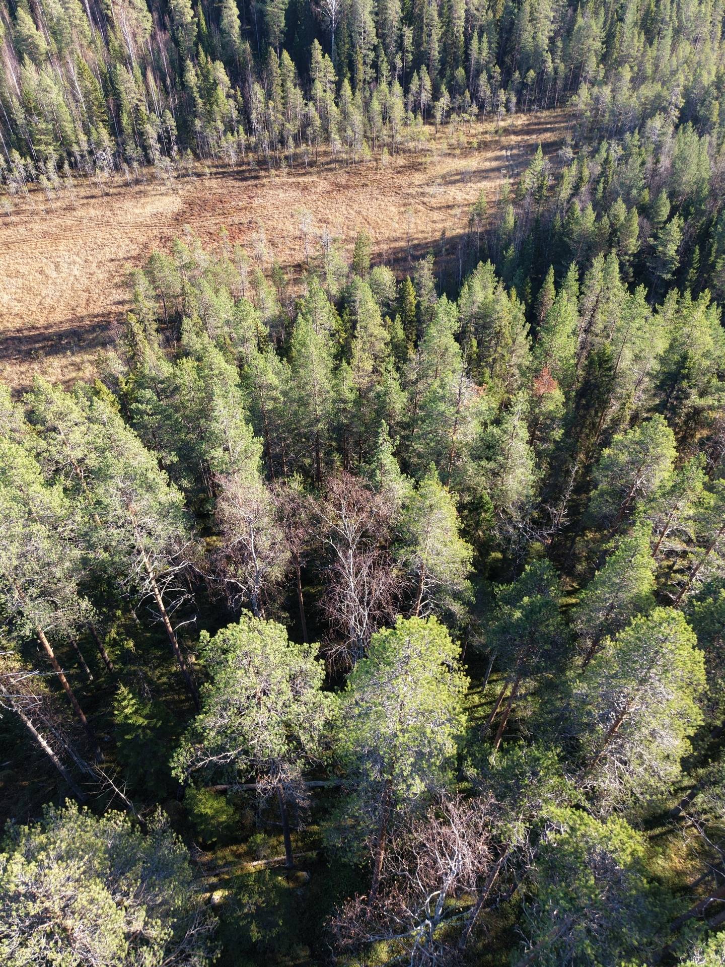 Gård med skogsbruk på Älvsbyn högheden 8:4, 8:5 & Piteå Björkheden 1:6 Älvsbyn Älvsbyns kommun - bild 14