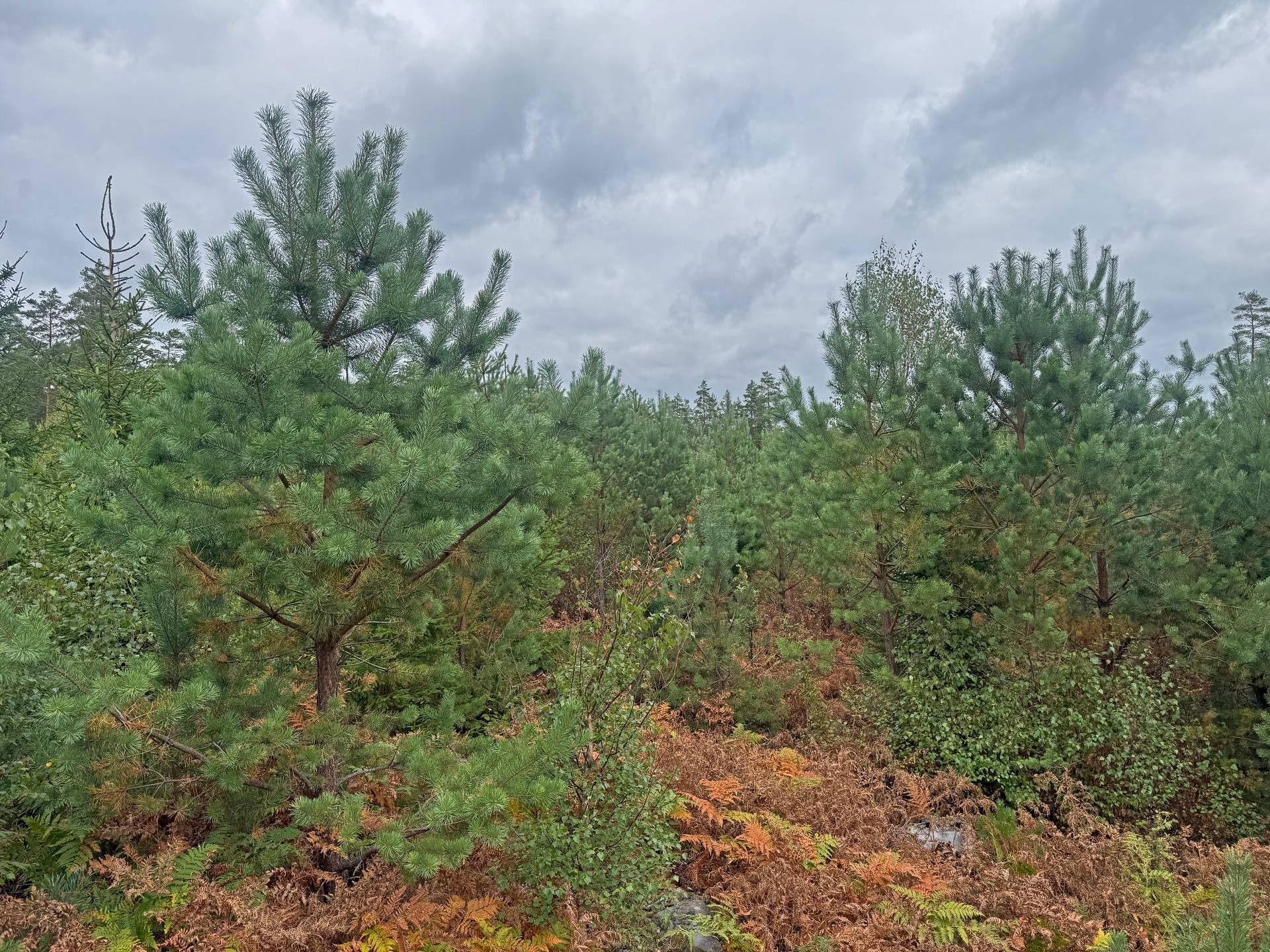 Gård/skog på Stora Aby Skog AB Hultsfreds kommun - bild 3