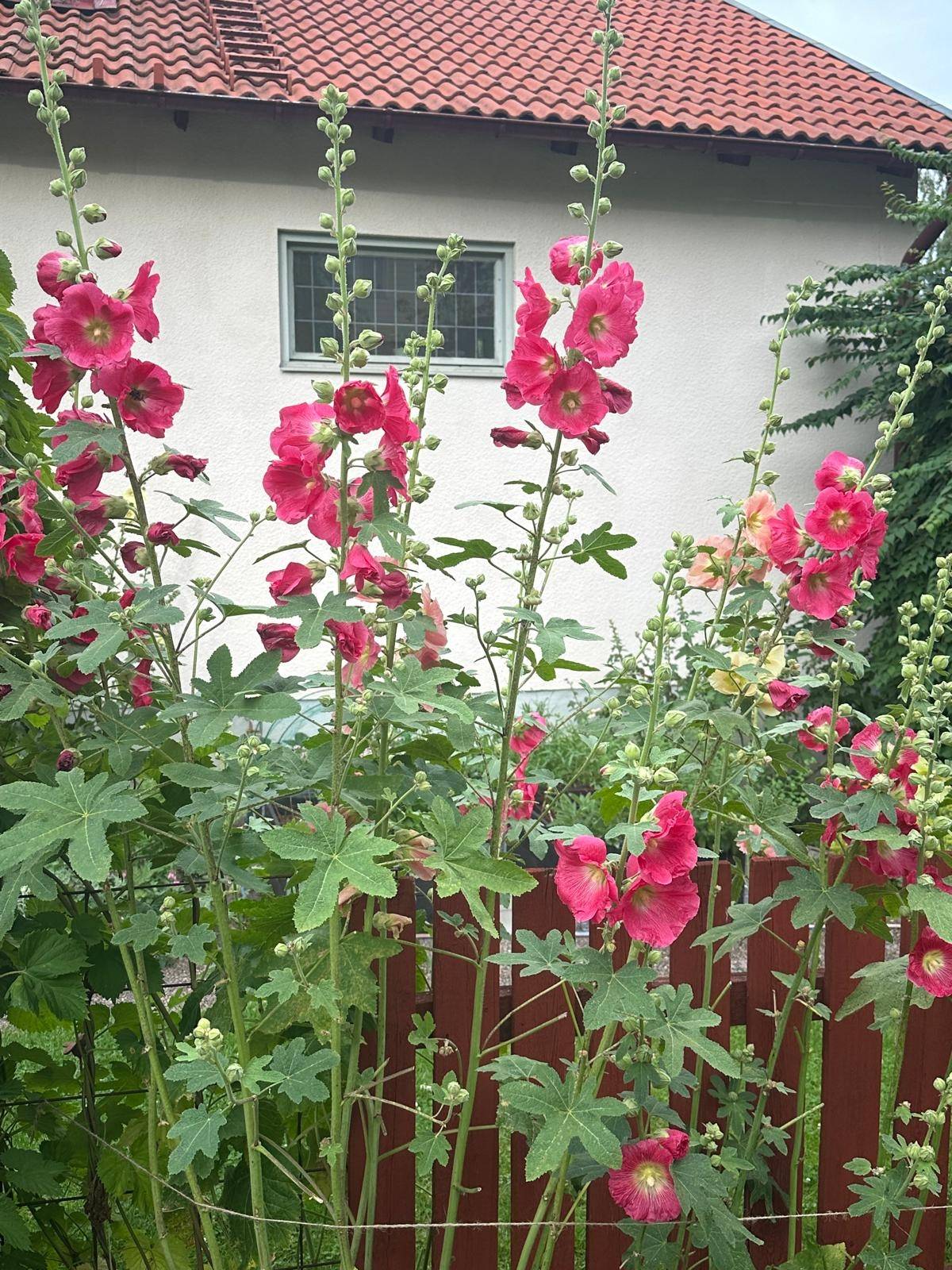 7 rum Villa på Gribbyvägen 36 Spånga - Flysta Stockholms kommun - bild 49