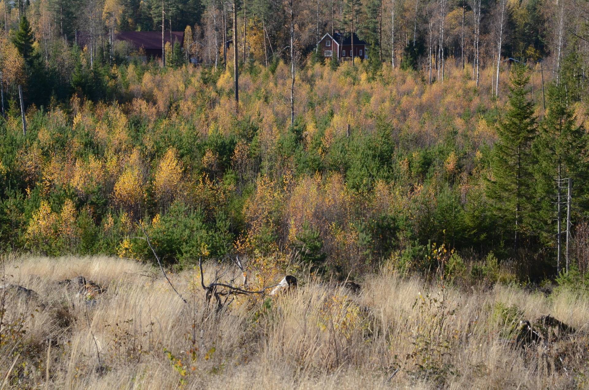 Gård med skogsbruk på Utanmyra Falu kommun - bild 39