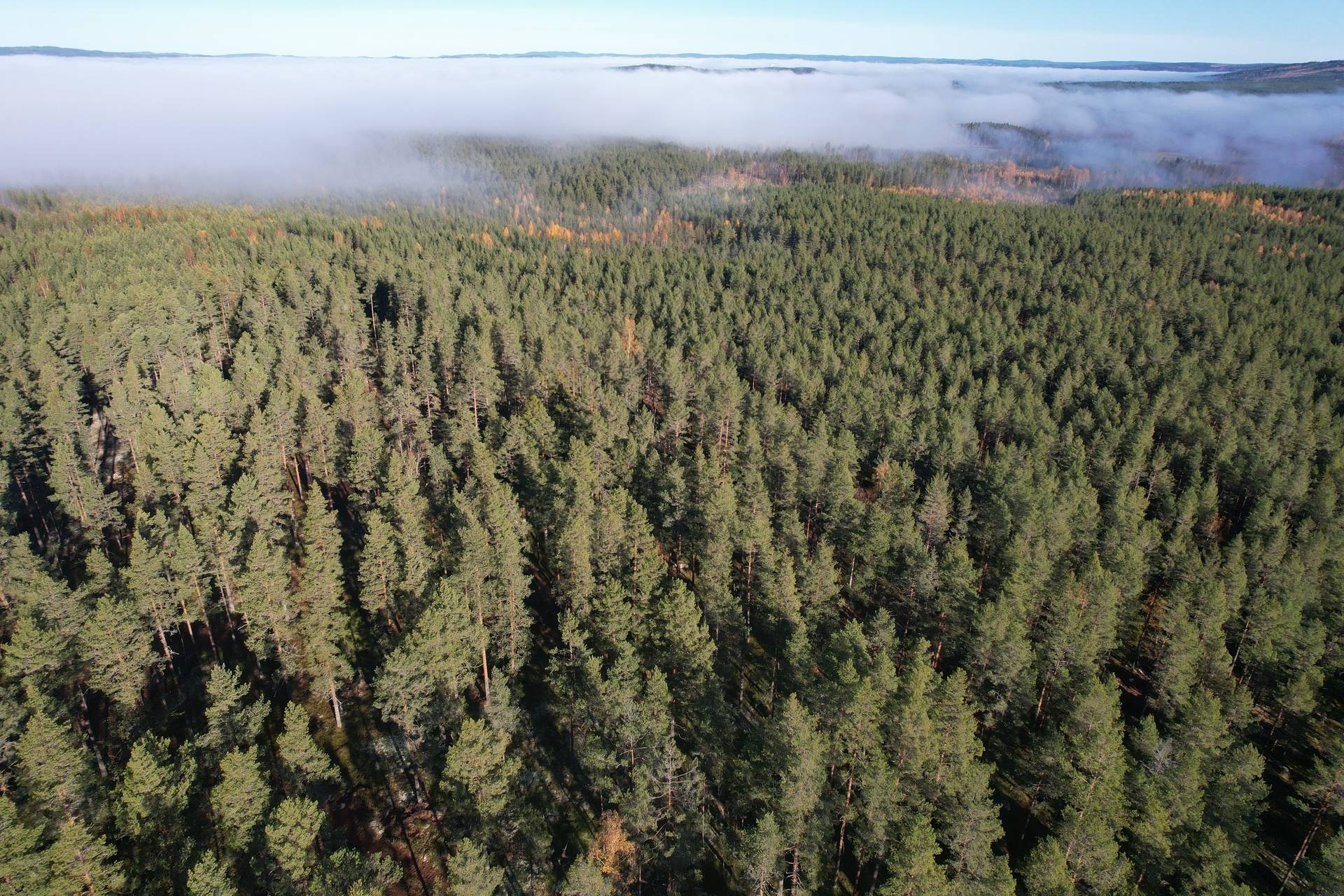gård med skogsbruk på Utanmyra Sundborn, Falu kommun - bild 2