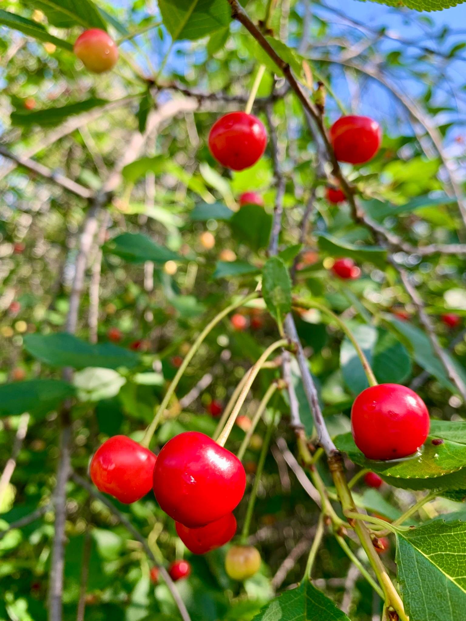 6 rum Gård/skog på Fränstavägen 211 Fränsta Ånge kommun - bild 68