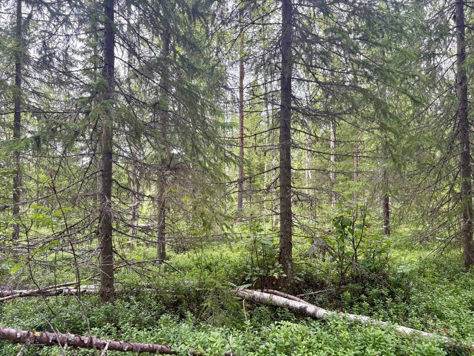 Gård/skog på Björksele 1:44 Lycksele kommun - bild 5