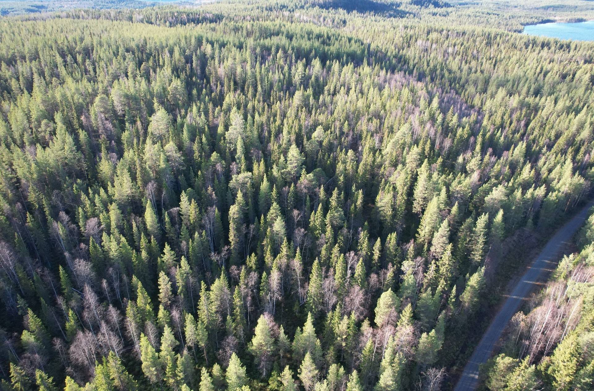 Gård med skogsbruk Gunnarn Storumans kommun - bild 10