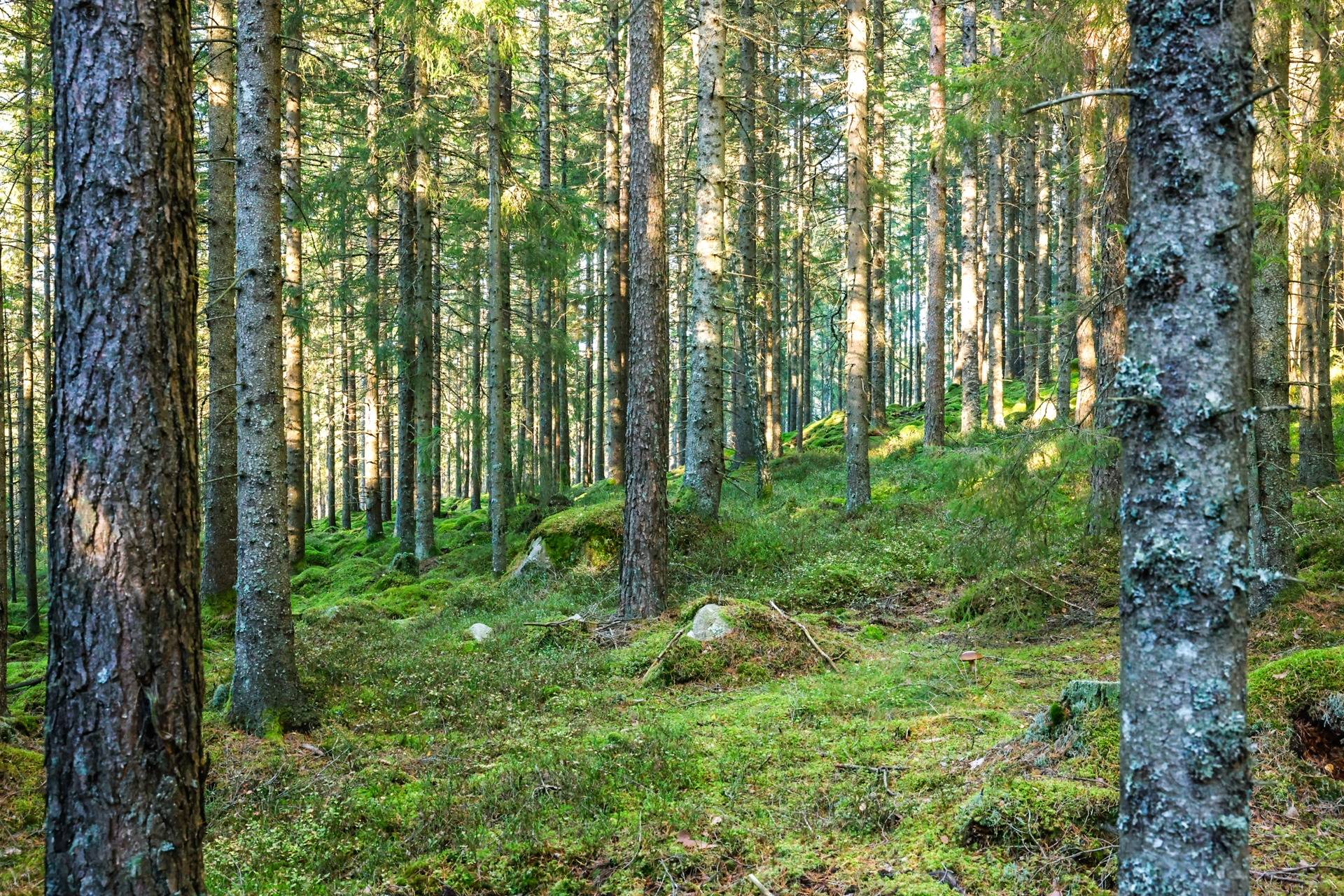 Gård/skog på SVENLJUNGA UGGLEBO 2:3 Örsås Svenljunga kommun - bild 34
