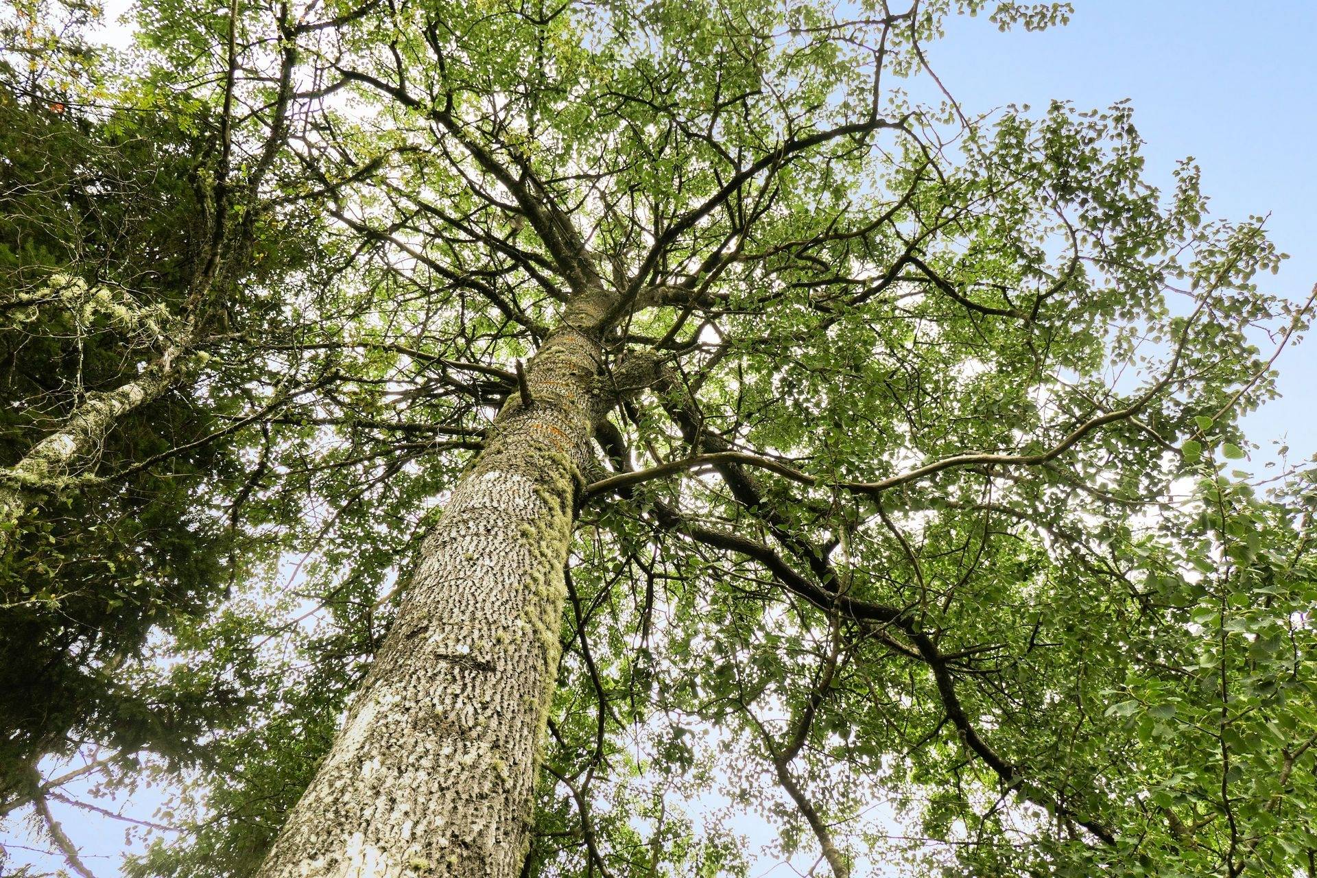 Gård/skog på Galneryd 1 Hjo kommun - bild 13