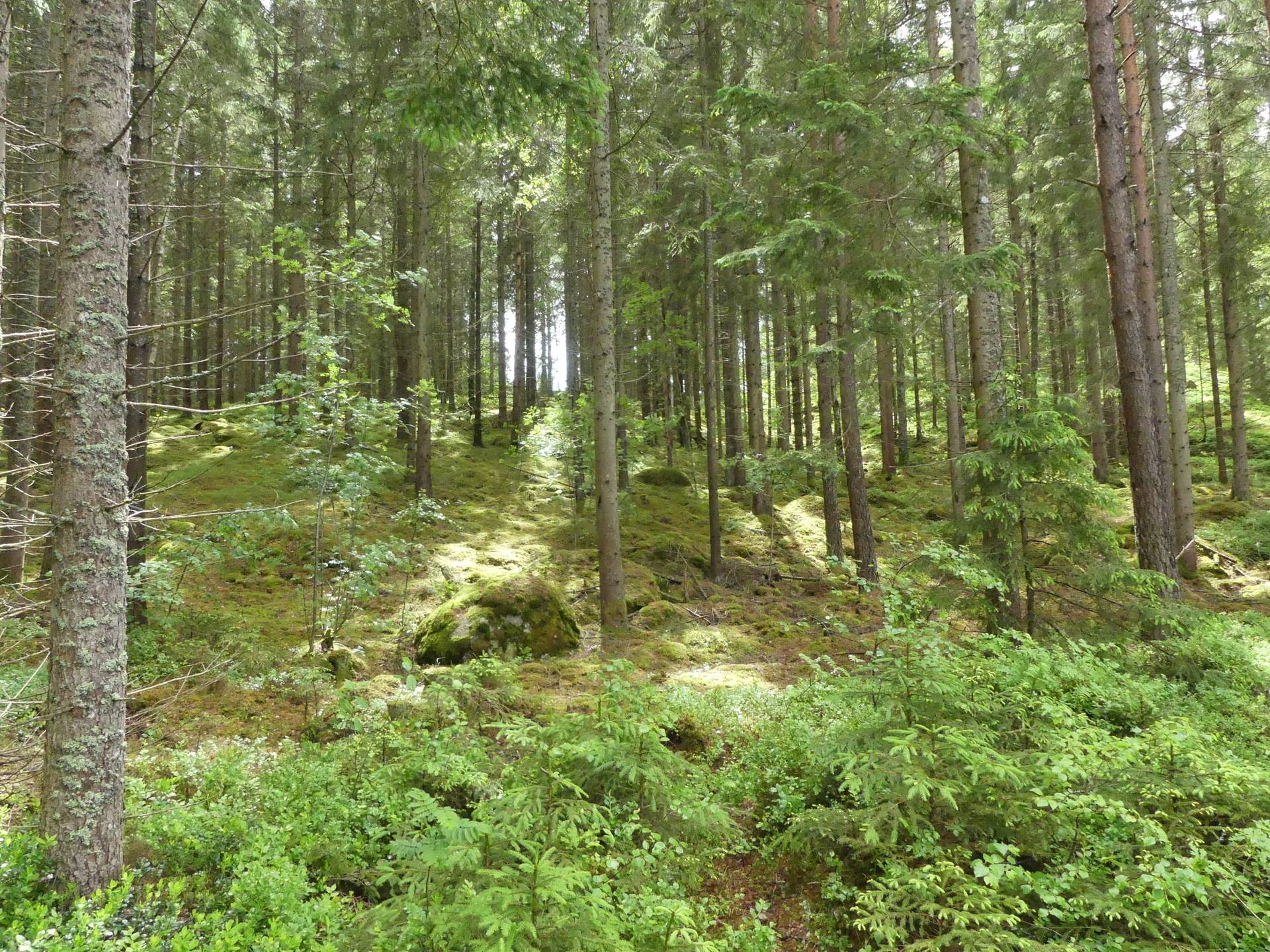 Gård/skog på Växjö Lönås Lönås Växjö kommun - bild 26