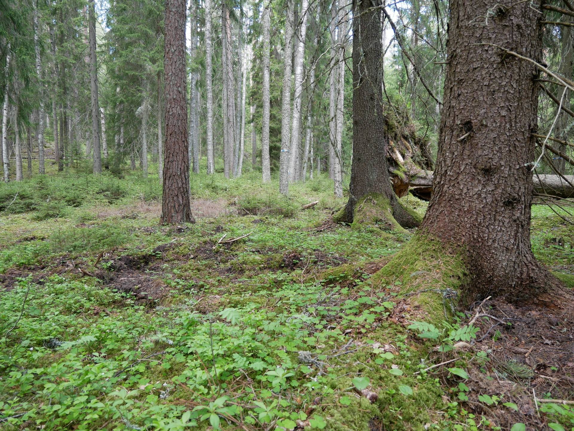 Gård med jordbruk på Torgelsbyn Årjängs kommun - bild 29