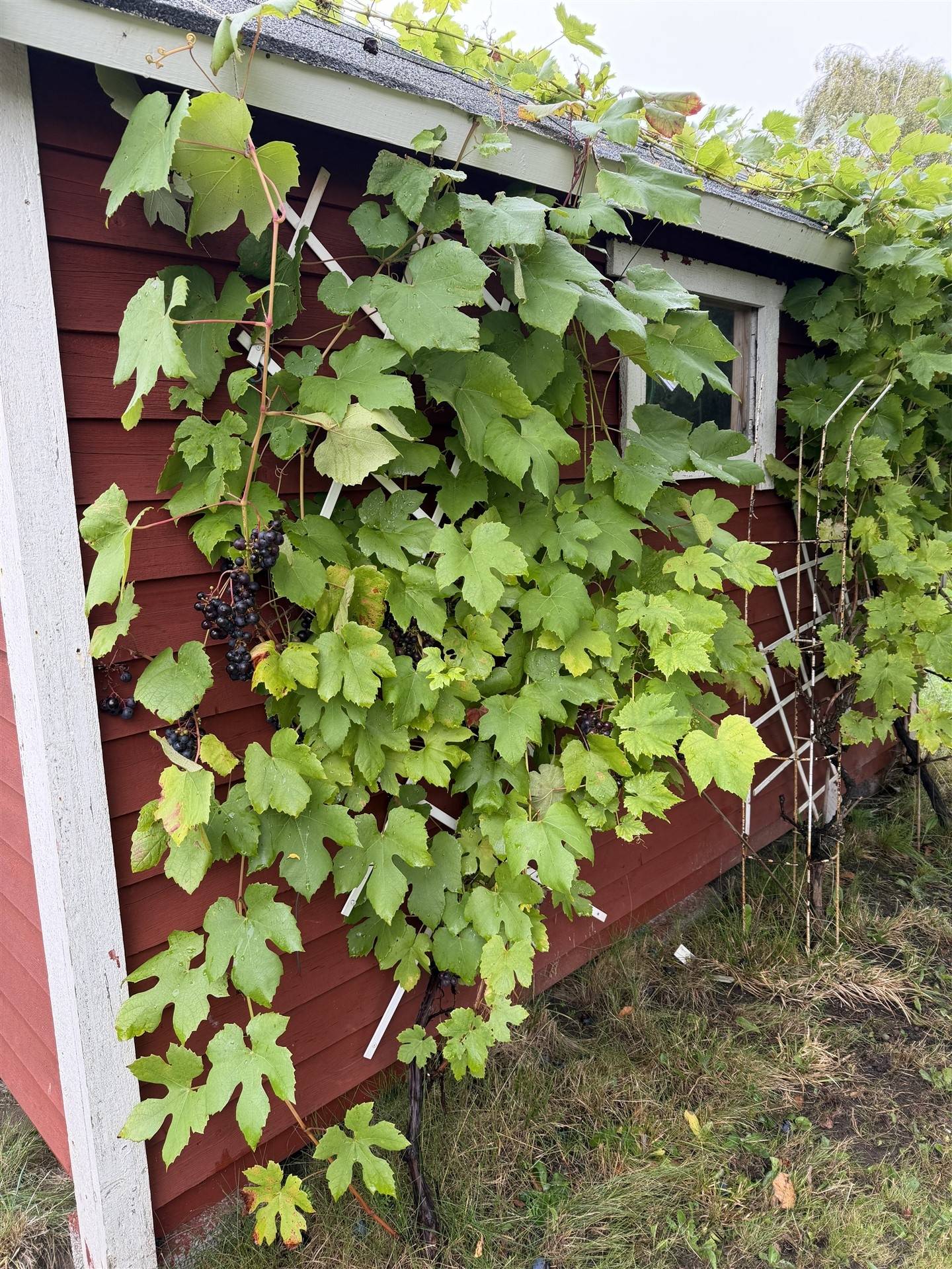 Fritidshus på Kolonigatan 1 Hamnabro Simrishamns kommun - bild 17