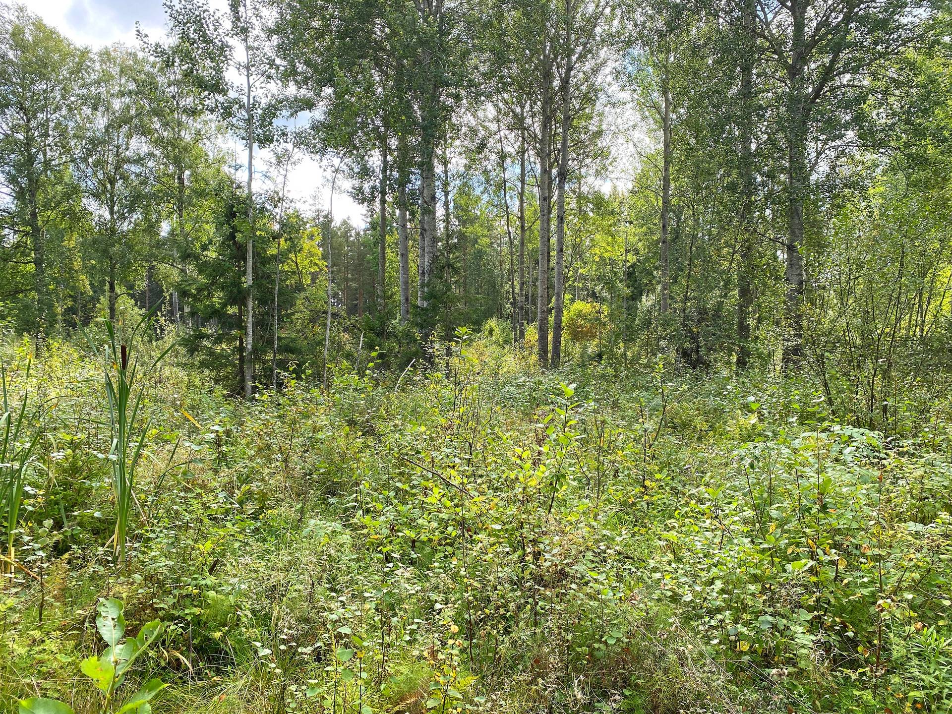 Gård med skogsbruk på Skog och jakt nära Söderhamn Hällmyra Söderhamns kommun - bild 8