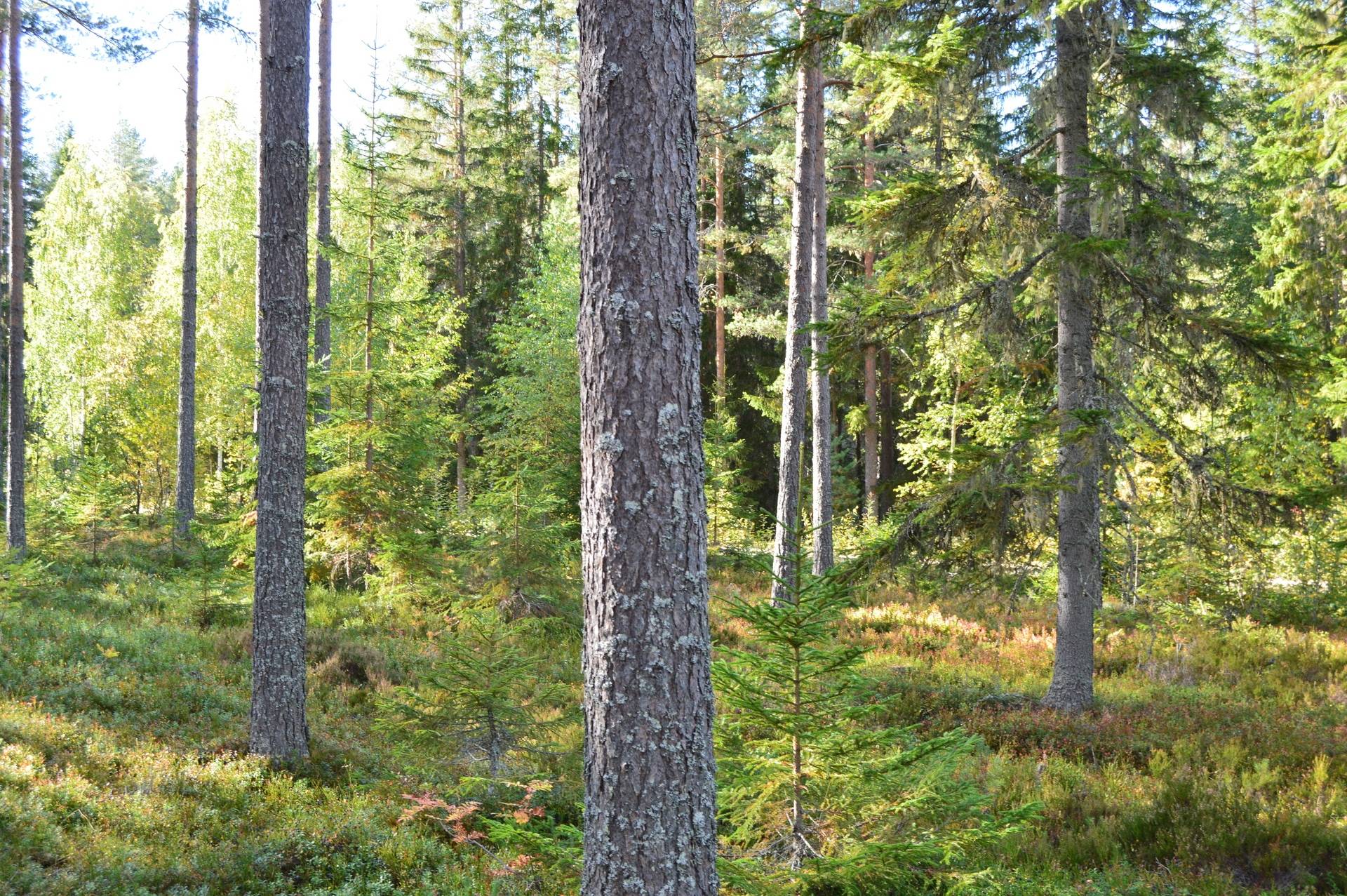 Gård med jordbruk på Sömskars skogen Sandvikens kommun - bild 27