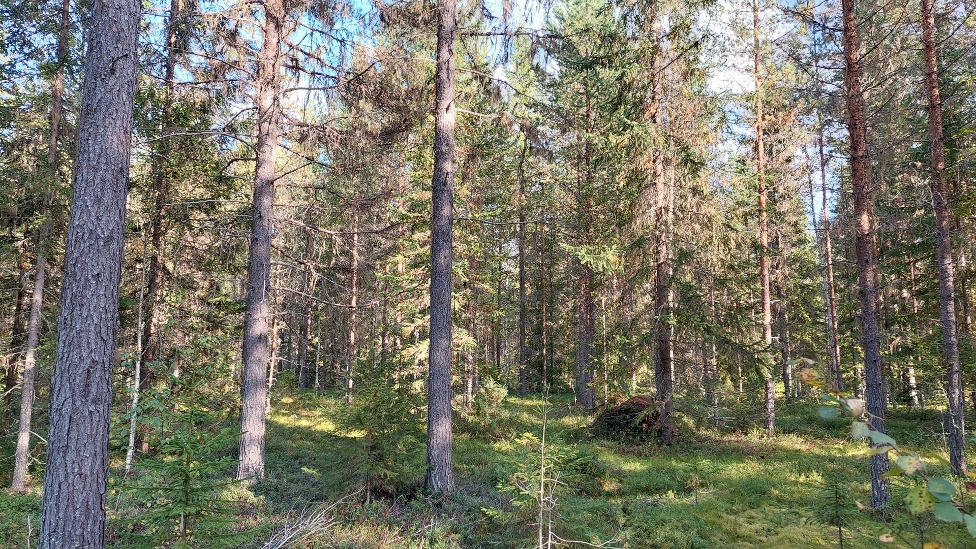 Gård/skog på Sollefteå Gösing 1:57 Junsele Sollefteå kommun - bild 3