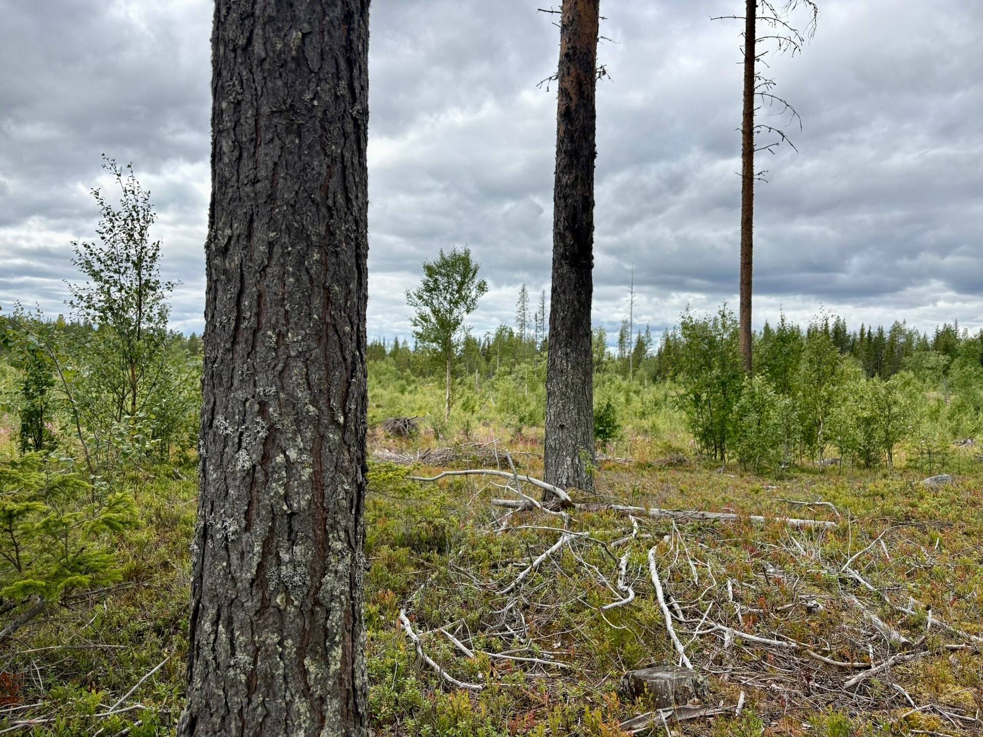 Gård/skog på Björksele 1:44 Lycksele kommun - bild 13