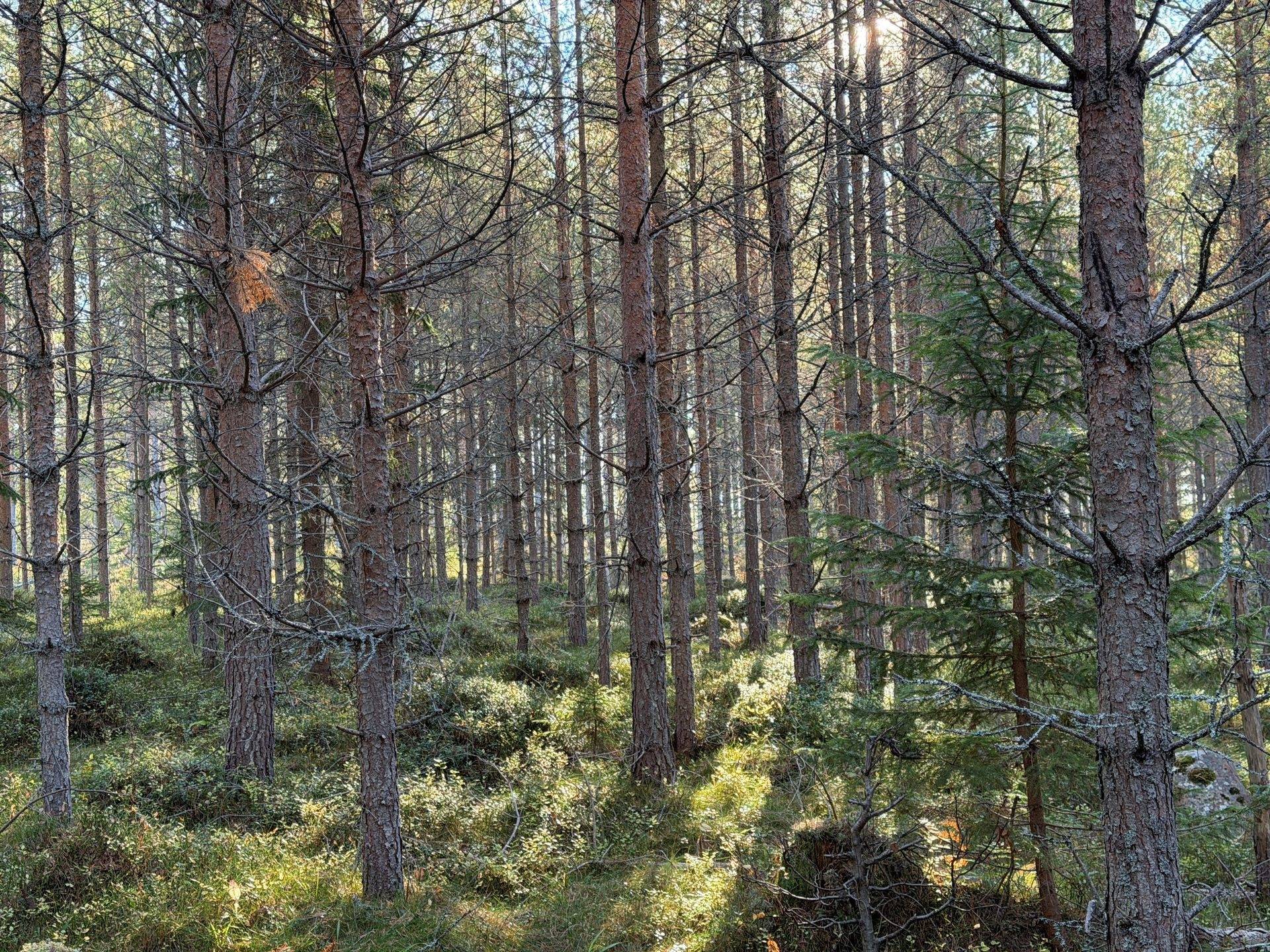 Orsa, Orsa kommun