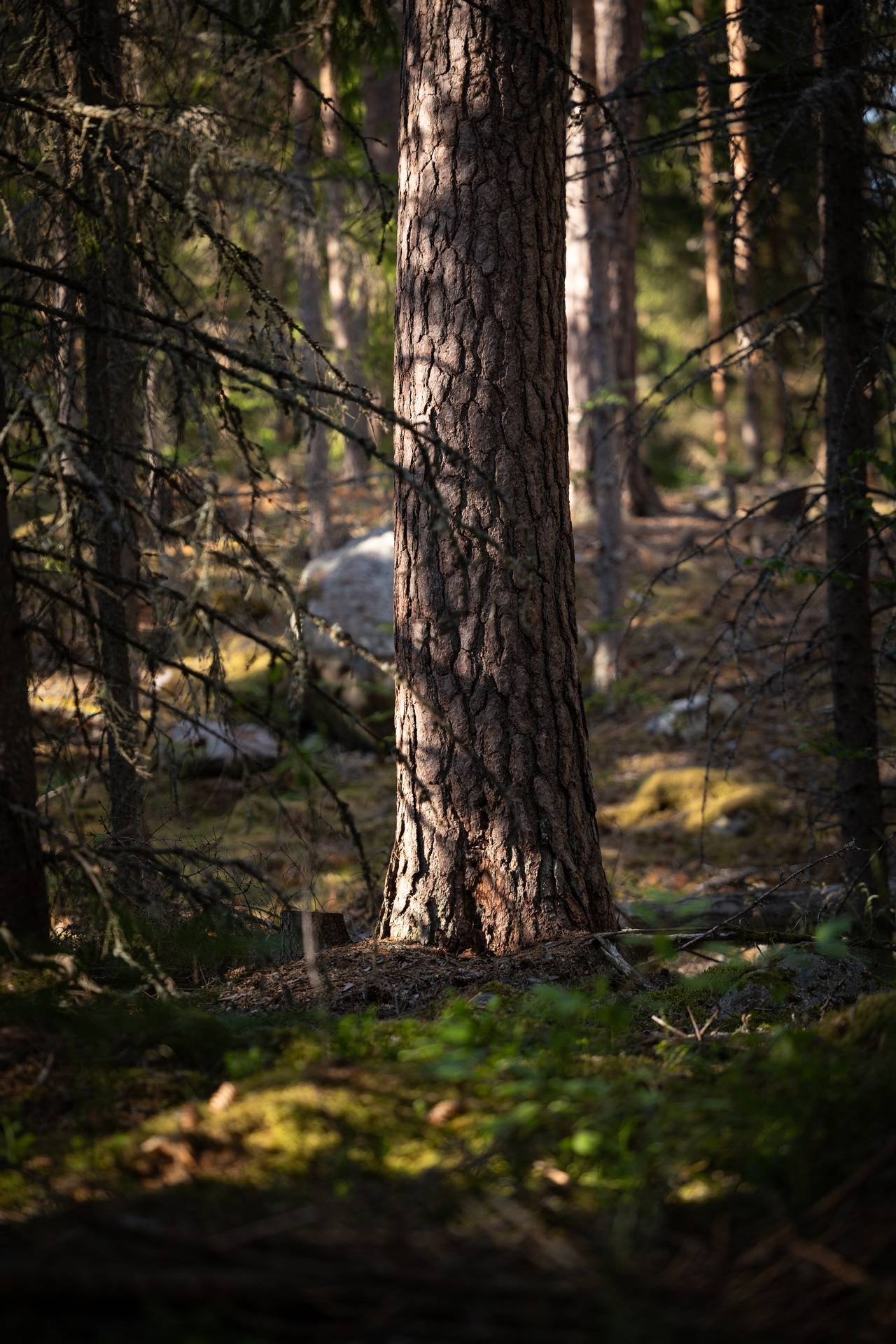 Gård/skog på Bjälketorp Södermanland Eskilstuna kommun - bild 7