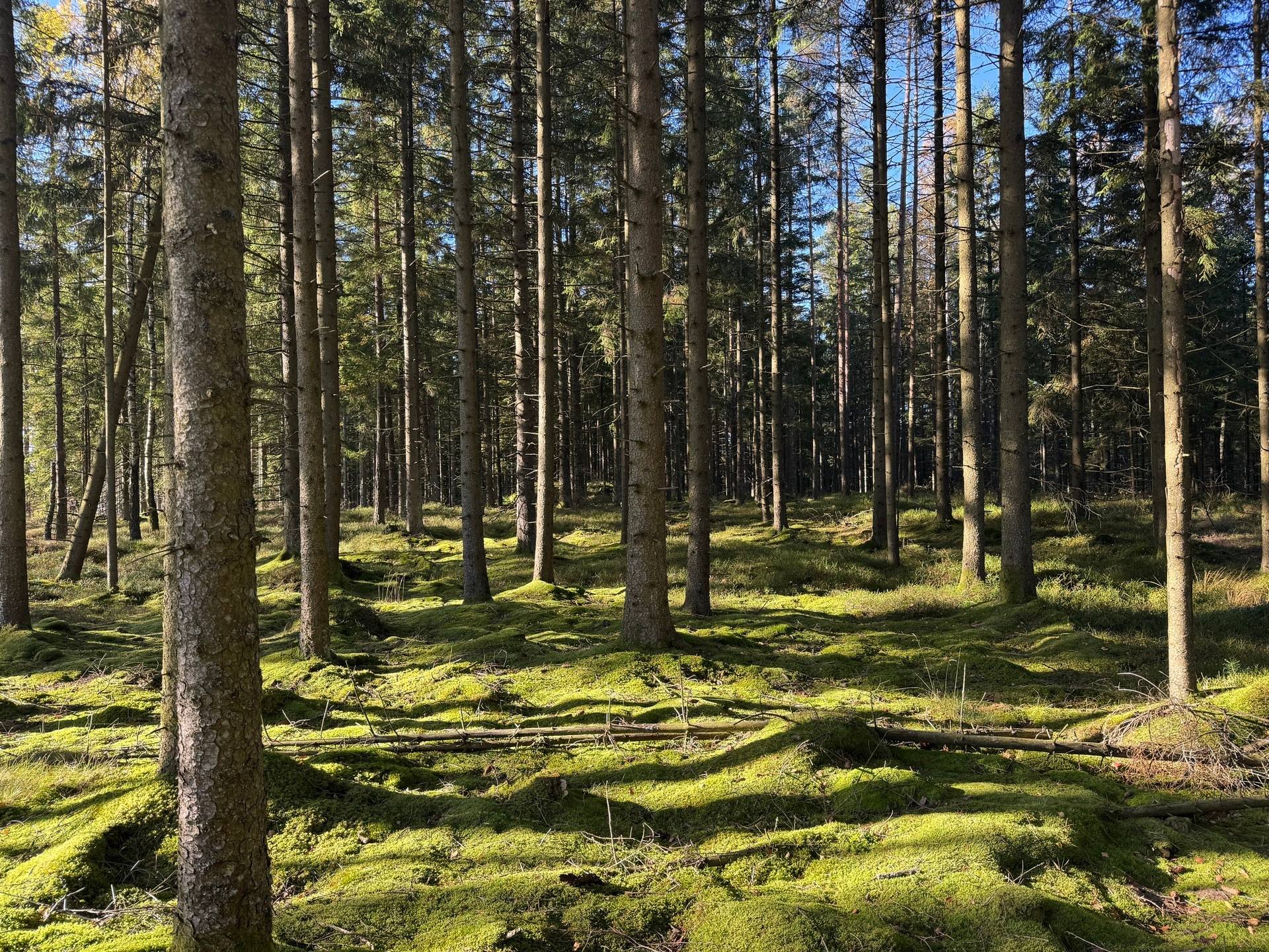gård med skogsbruk på Tokhult 1:13 Öxabäck, Marks kommun - bild 3