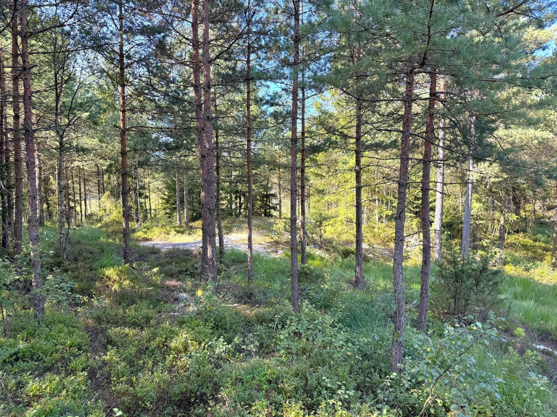 Gård med skogsbruk på Stillestorp 1:1 Lerum Lerums kommun - bild 44
