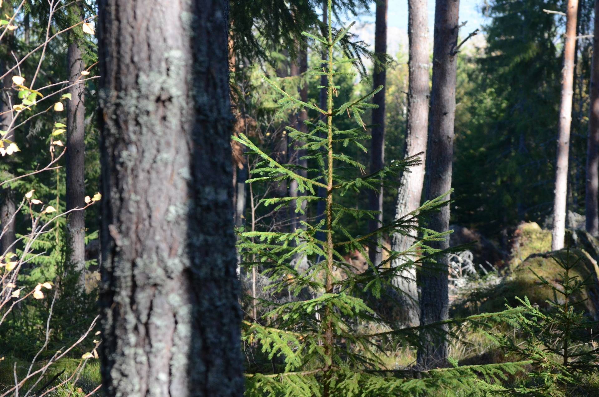 Gård med skogsbruk på Österfors Gagnefs kommun - bild 14