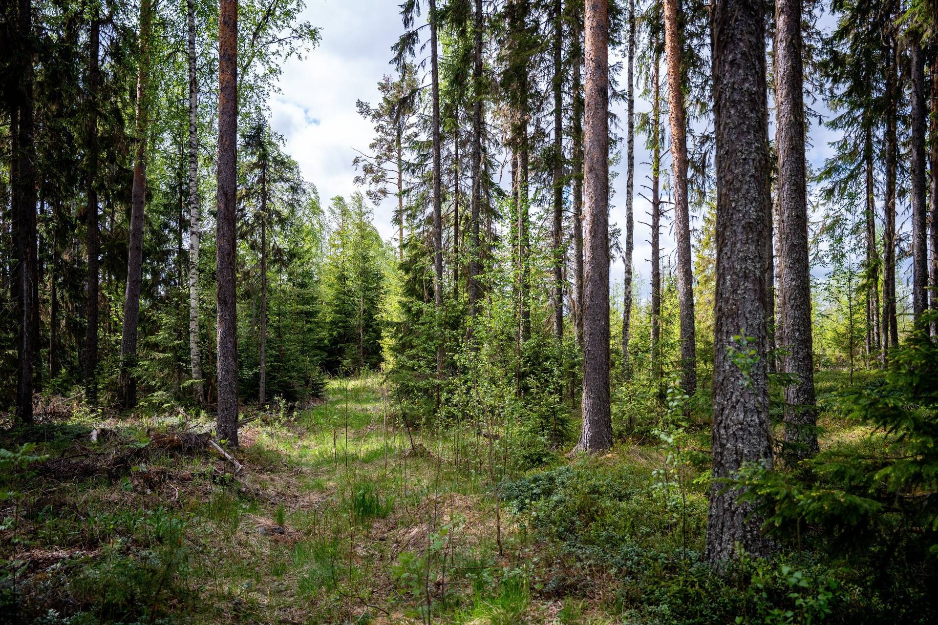 Gård med jordbruk på Ledingå 319 Sollefteå kommun - bild 50