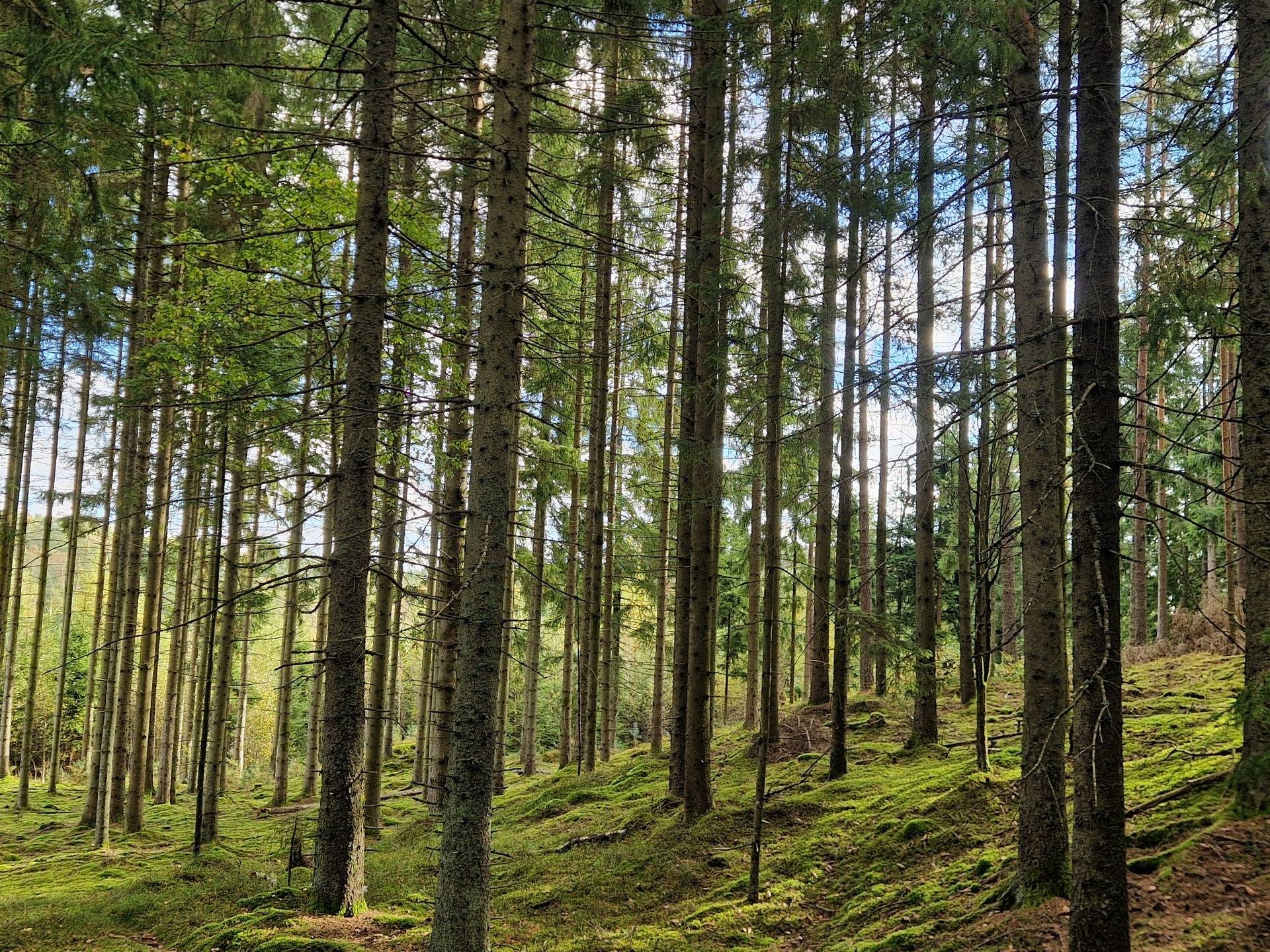 100 m² Gård med skogsbruk på Öxna 21 Munkedals kommun - bild 5
