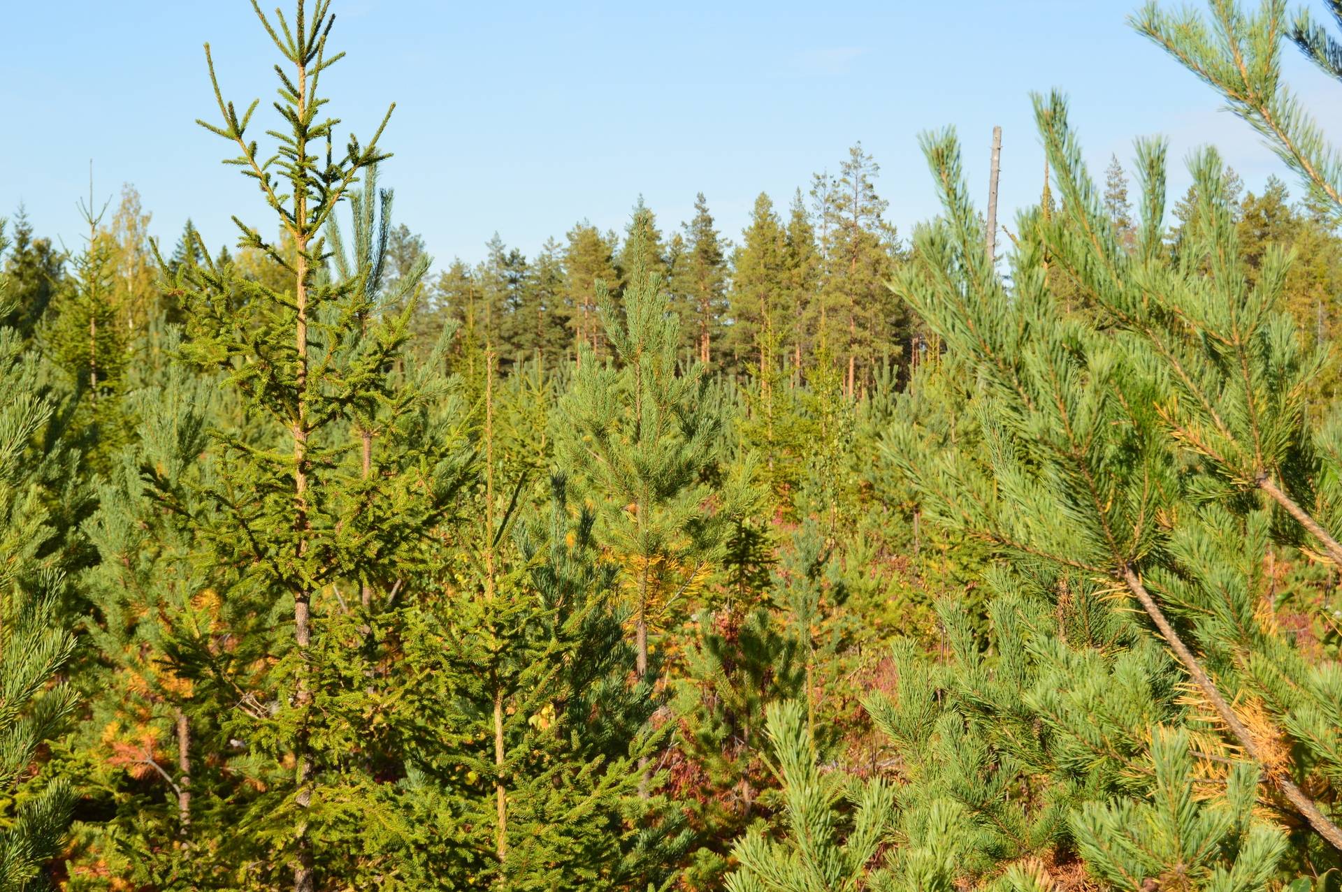 Gård med jordbruk på Sömskars skogen Sandvikens kommun - bild 31