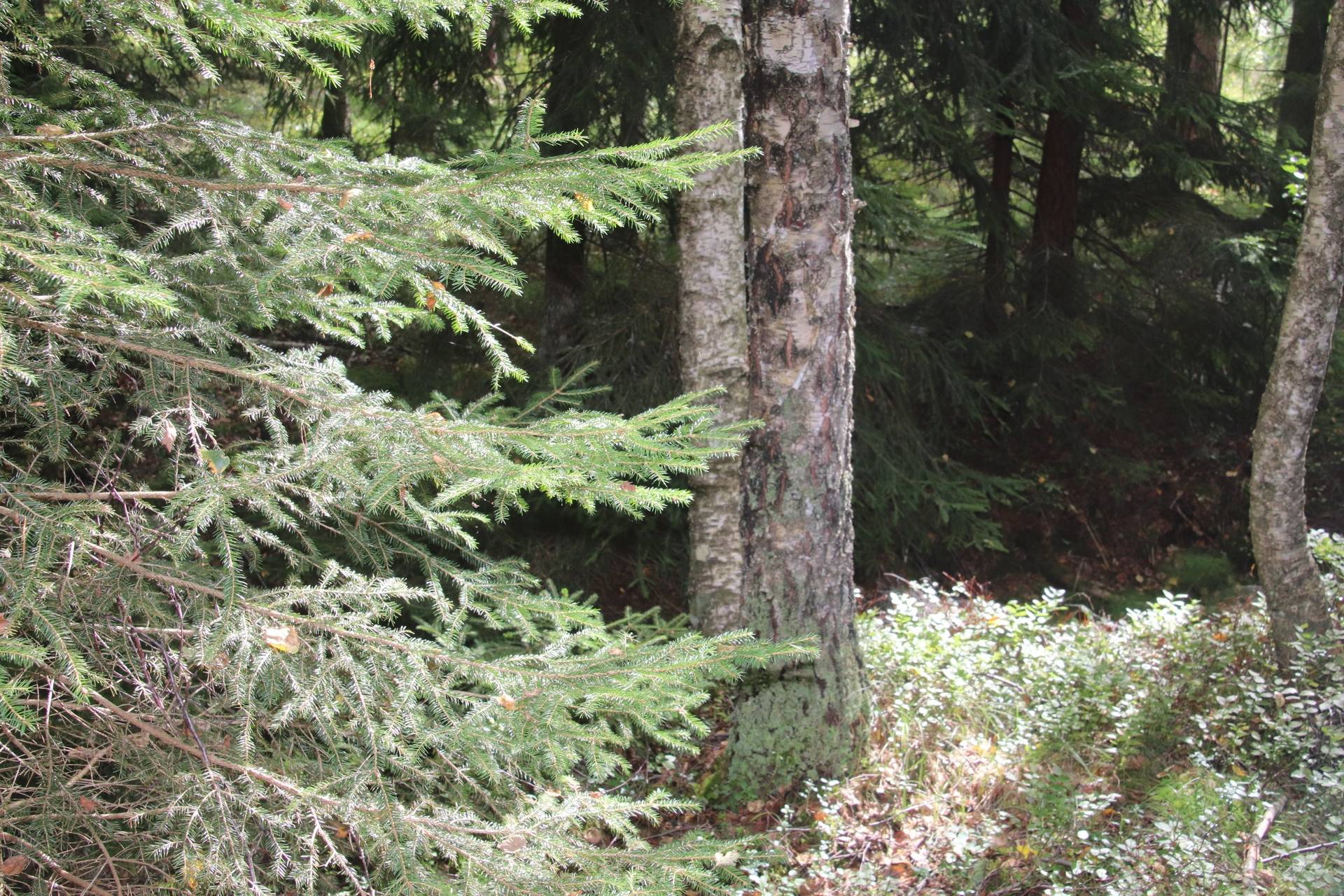 Gård med skogsbruk Jönköping Jönköpings kommun - bild 7