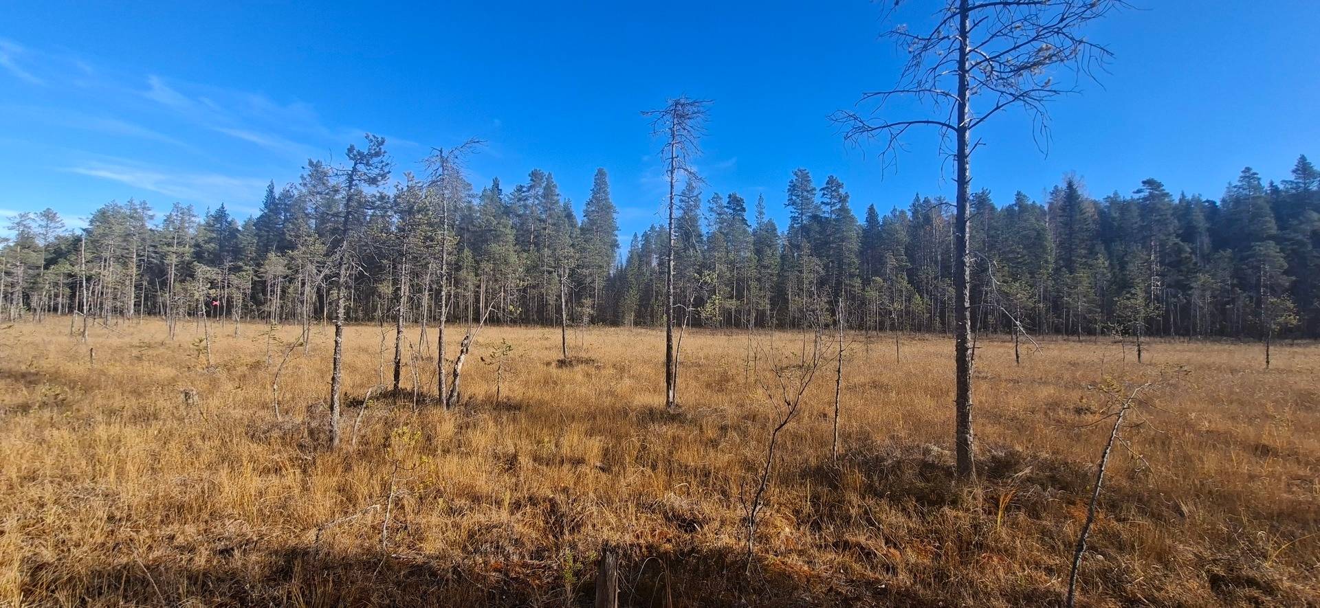 Gård med skogsbruk på Älvsbyn högheden 8:4, 8:5 & Piteå Björkheden 1:6 Älvsbyn Älvsbyns kommun - bild 12