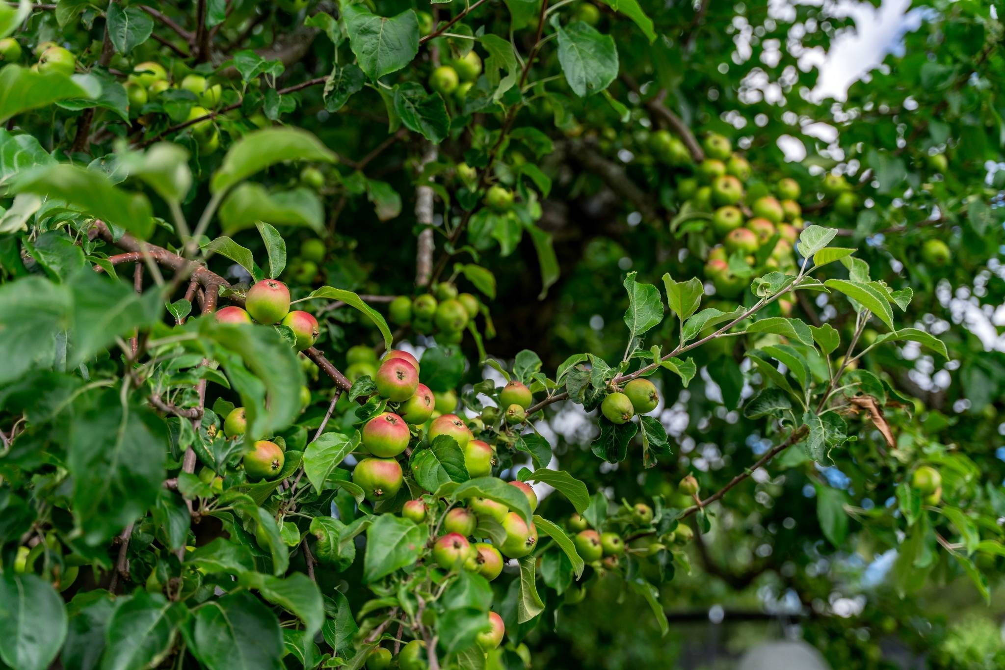 6 rum Villa på Gräsbovägen 33 Östervåla Heby kommun - bild 40
