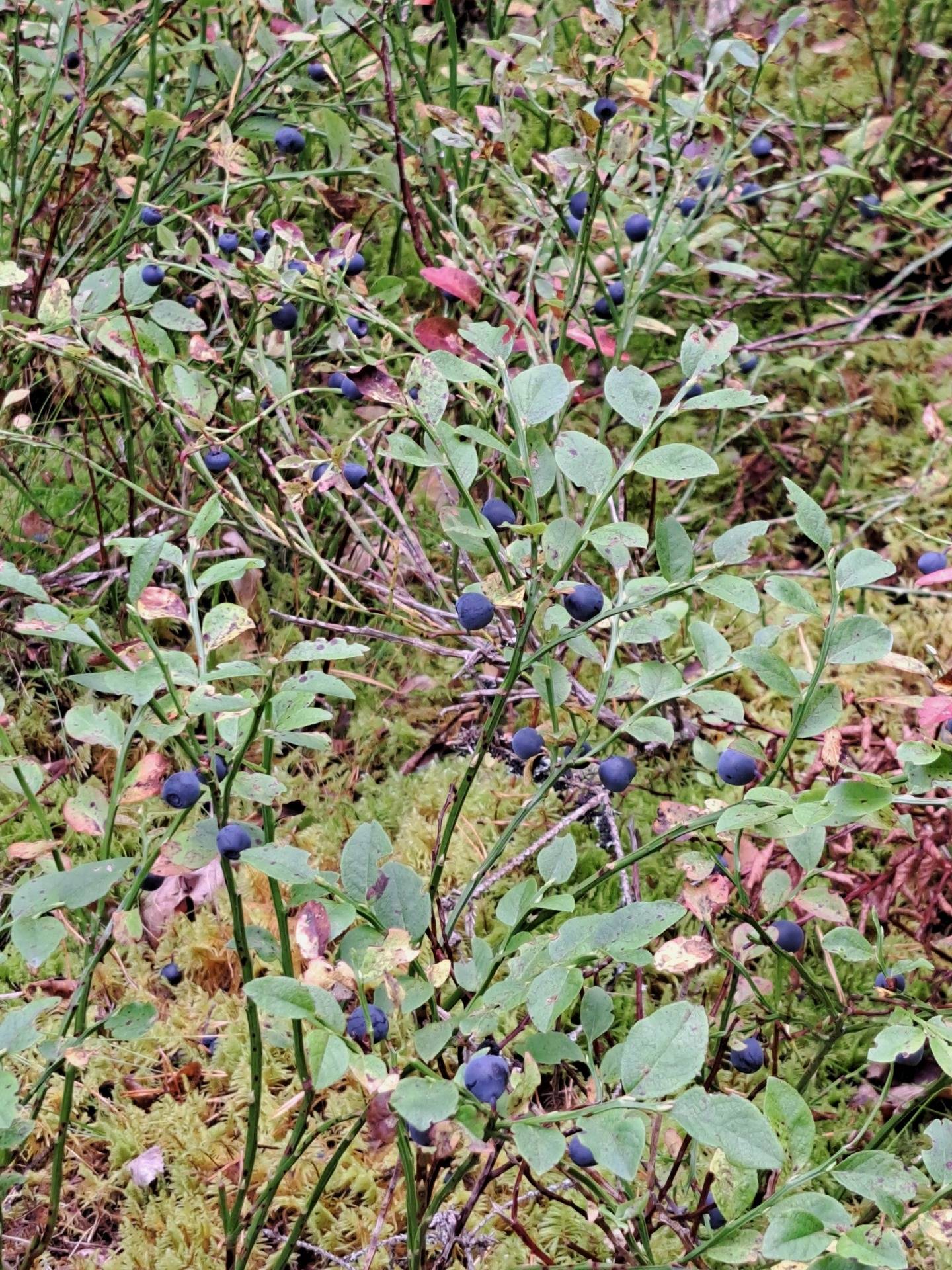 10 rum Gård/skog på Torsätra gård 1 Nykvarn Nykvarns kommun - bild 99