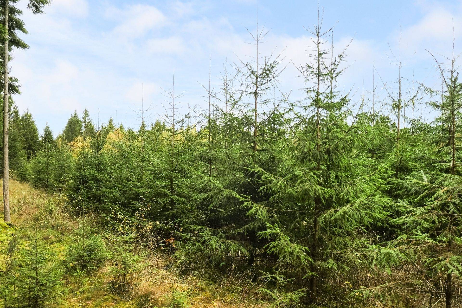 Gård/skog på 21,8 ha skogsmark väster om Falköping Falköpings kommun - bild 17