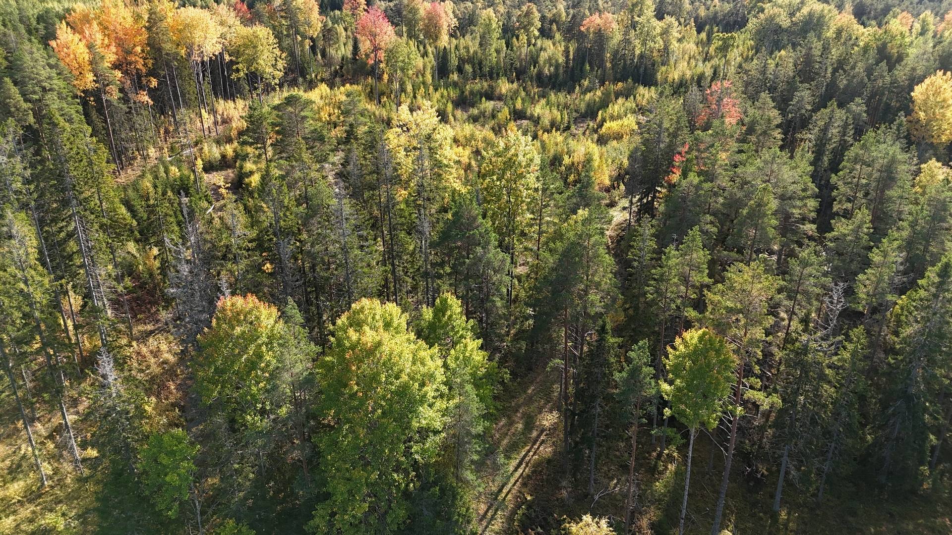 Gård/skog på Vamsta, intill naturreservatet Östhammars kommun - bild 7