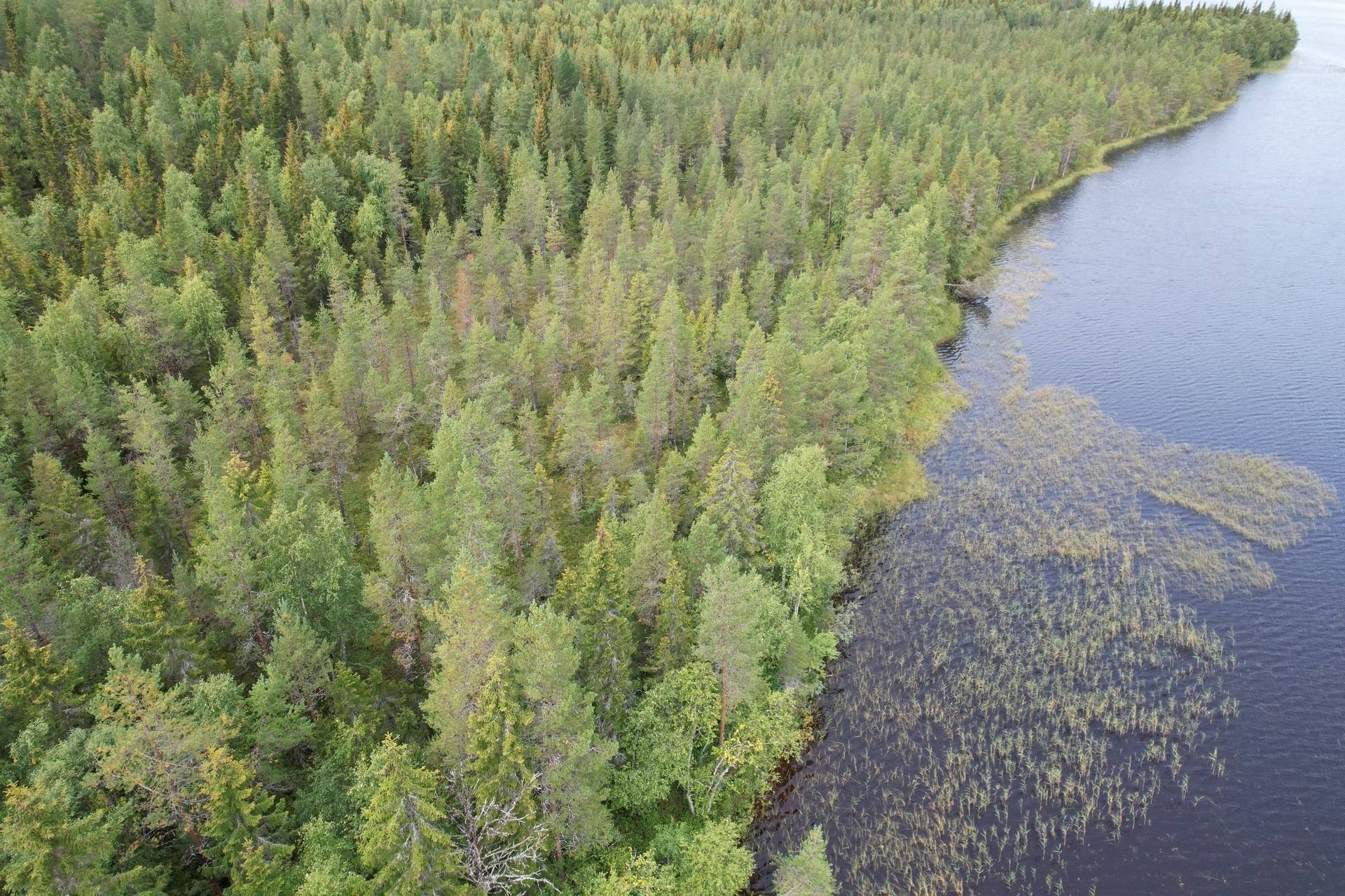 Gård med skogsbruk på NORSJÖ KATTISBERG 1:21 Norsjö Norsjö kommun - bild 11