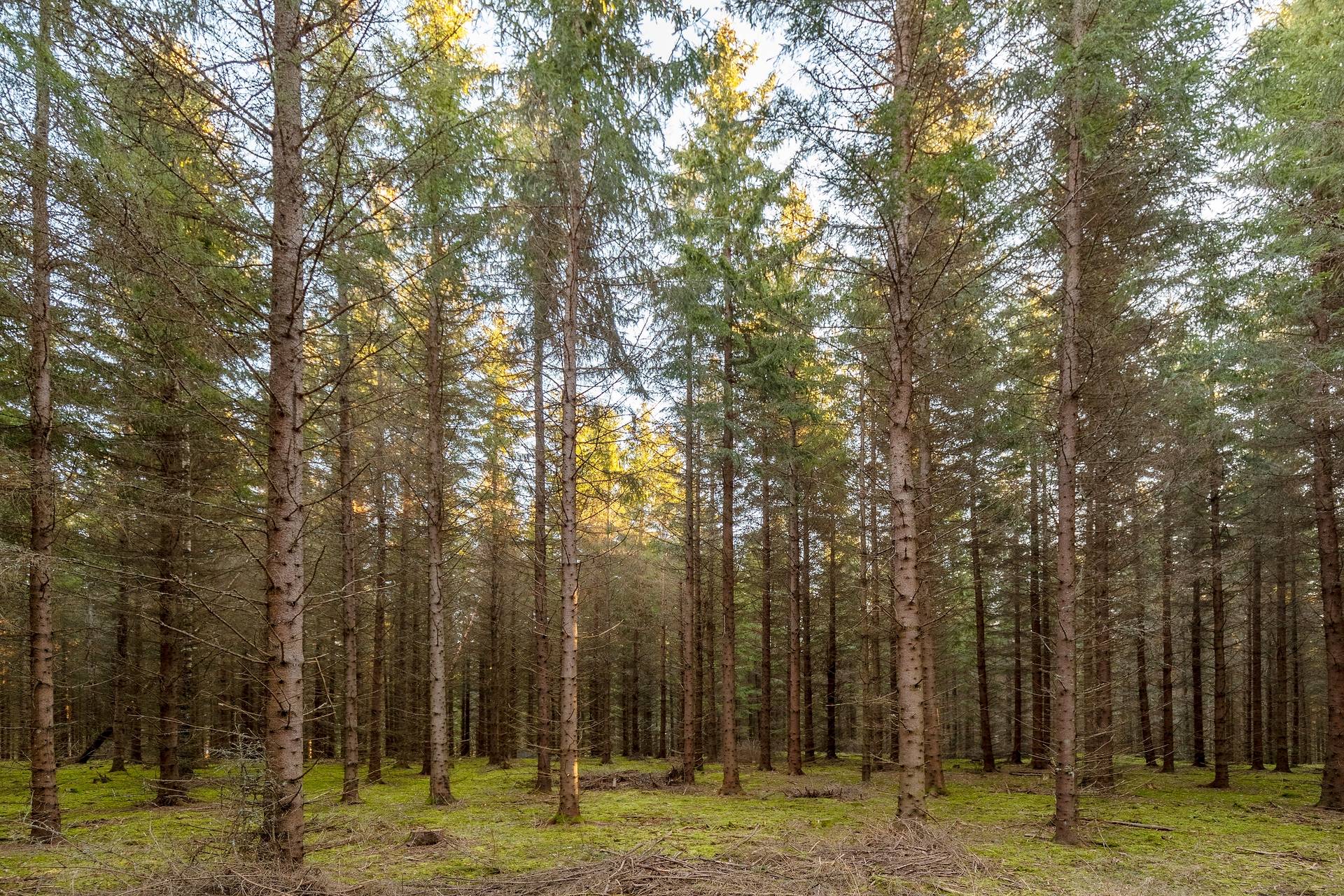 Gård med skogsbruk på Skogsfastighet i Hallsberg, 129 ha Hallsbergs kommun - bild 7