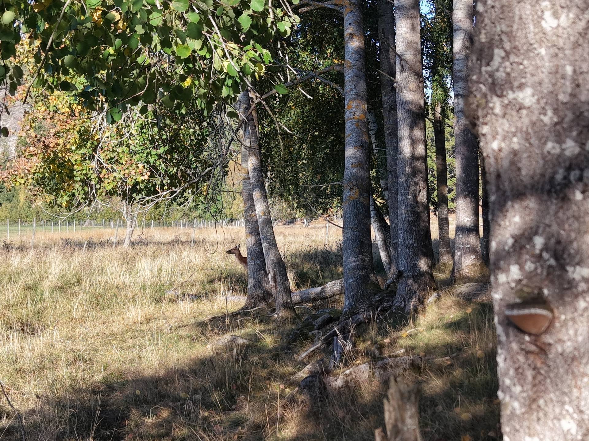 Gård med jordbruk på Vallingedal Nedergård Vallingedal Kinda kommun - bild 31