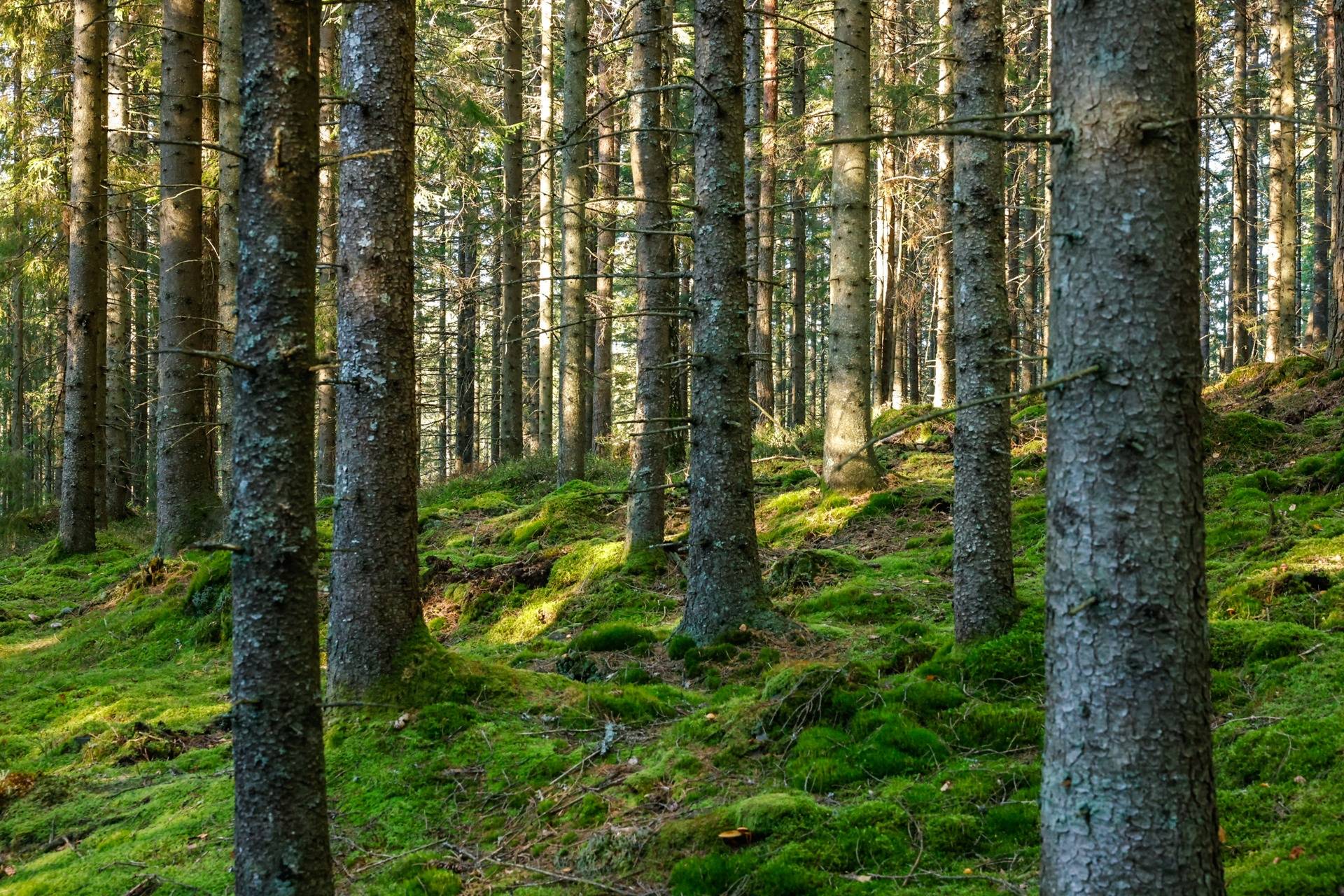 Gård/skog på SVENLJUNGA UGGLEBO 2:3 Örsås Svenljunga kommun - bild 33