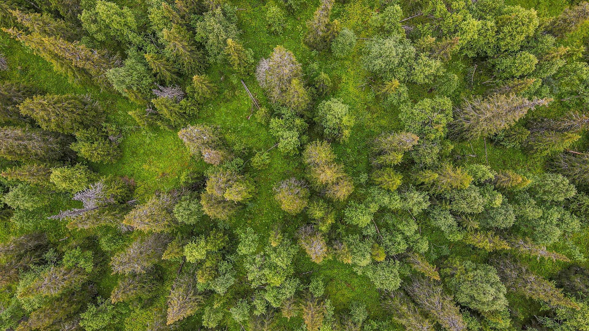 3 rum Gård/skog på Matsdal 42 Dikanäs Vilhelmina kommun - bild 32