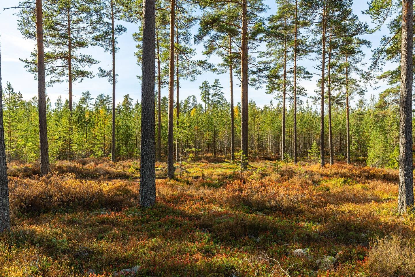 3 rum Villa på Klämman Bredsjön 2 Hökensås Tidaholms kommun - bild 4