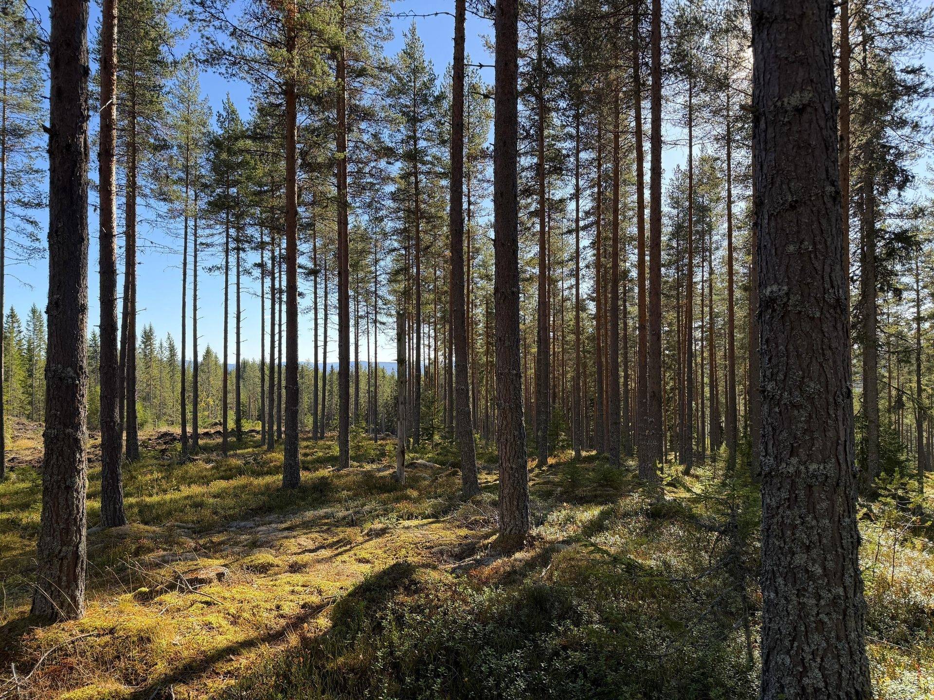 Gård/skog på Loka 31:15 Älvdalens kommun - bild 7