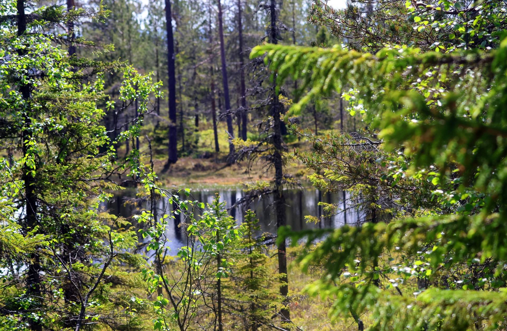 Gård med skogsbruk på Grövelsjön Grövelsjön Älvdalens kommun - bild 7