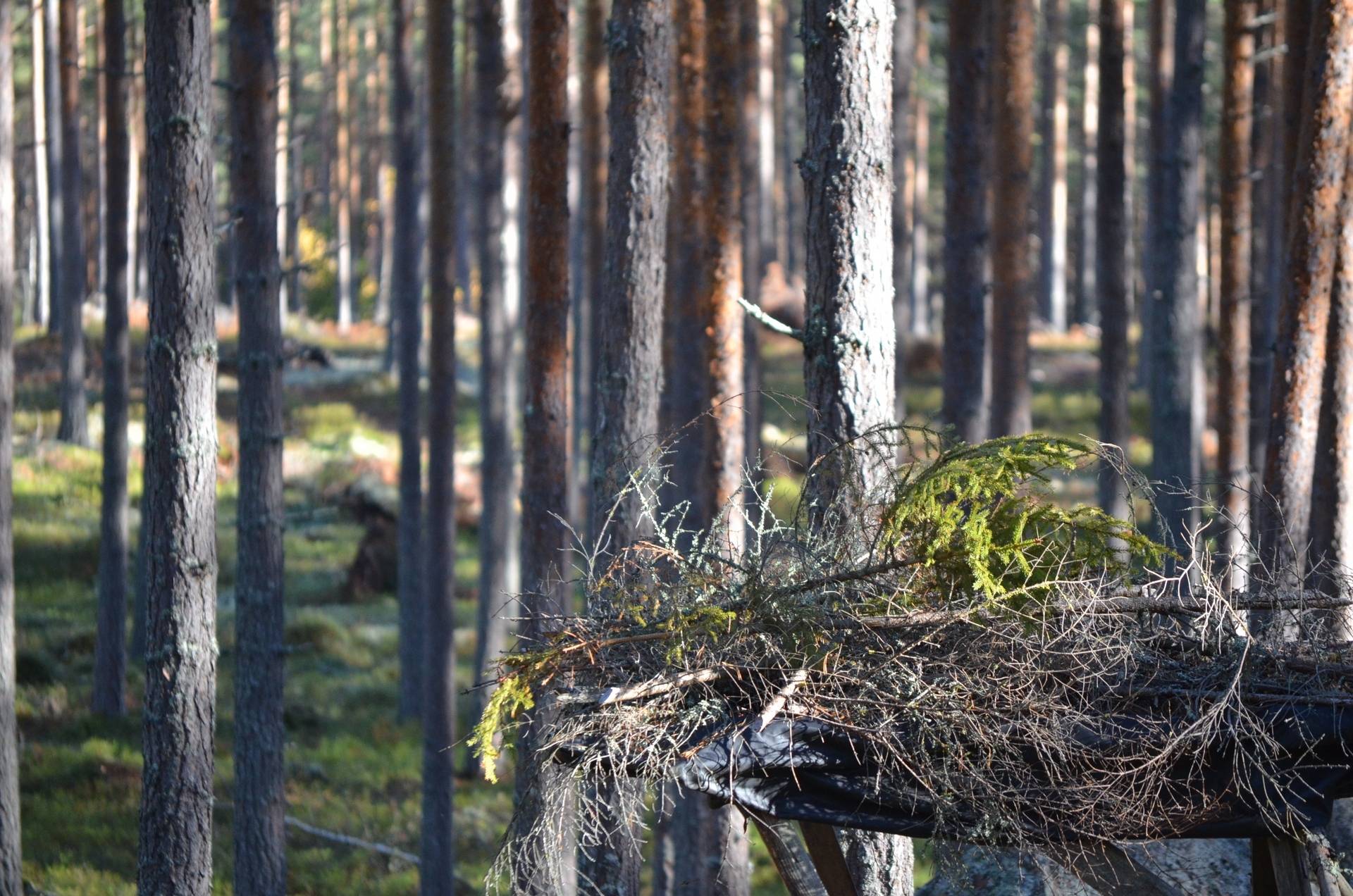 Gård med skogsbruk på Utanmyra Falu kommun - bild 23