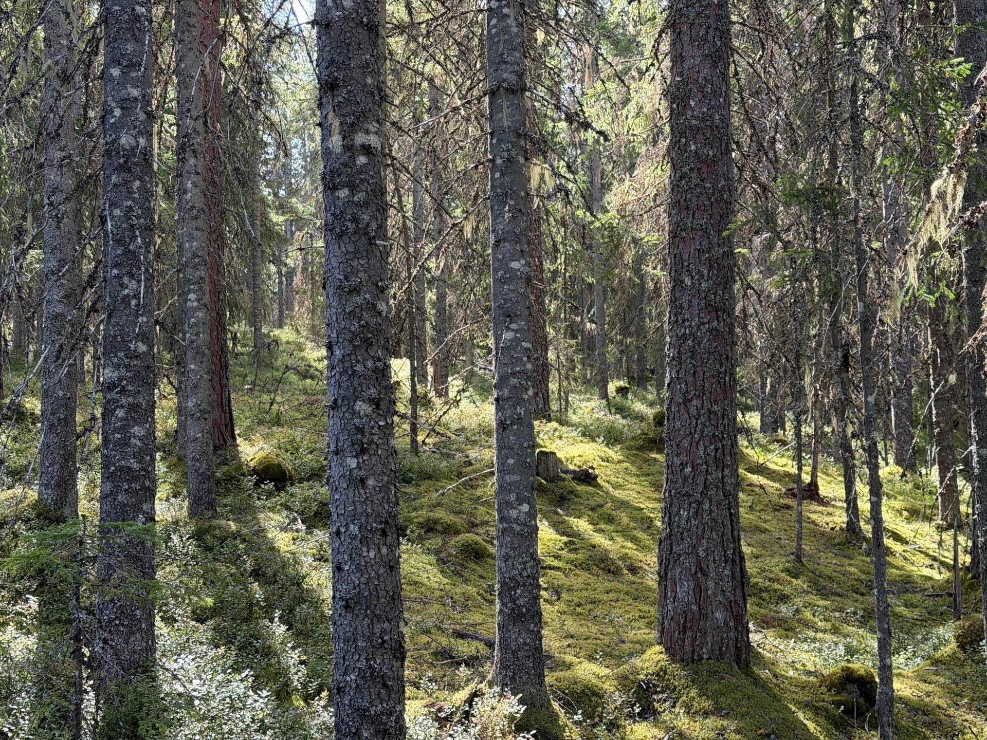 Mora, Mora kommun