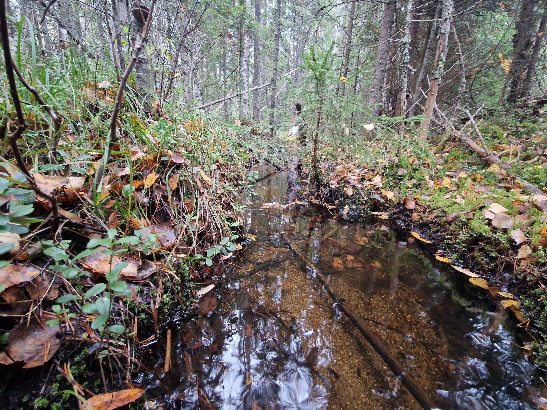 Gård med skogsbruk på BRÄCKE LUND 2:113 & 2:83 Sörbygden Bräcke kommun - bild 16