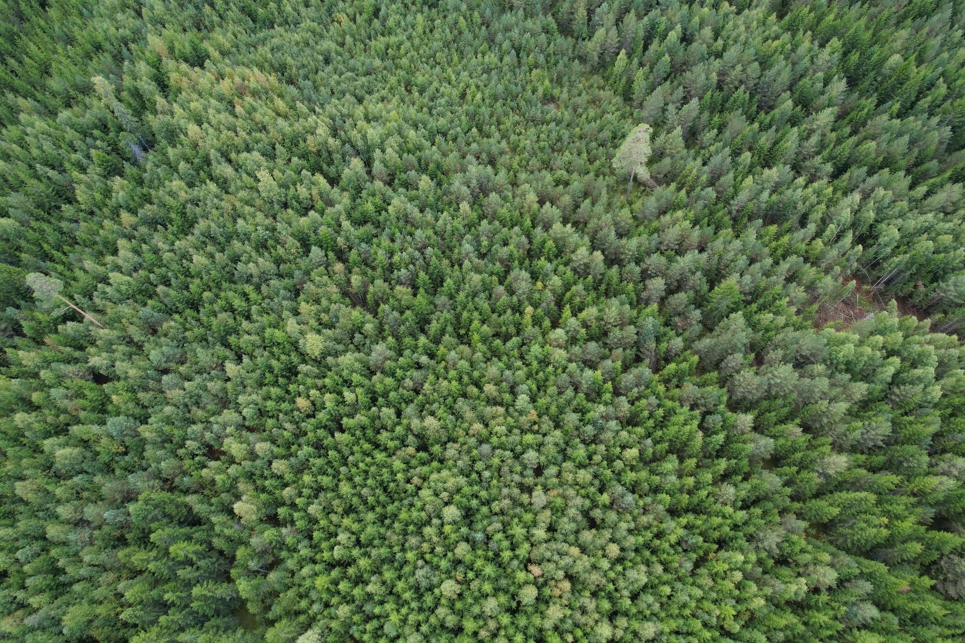 Gård med skogsbruk på Vällgården Falu kommun - bild 21