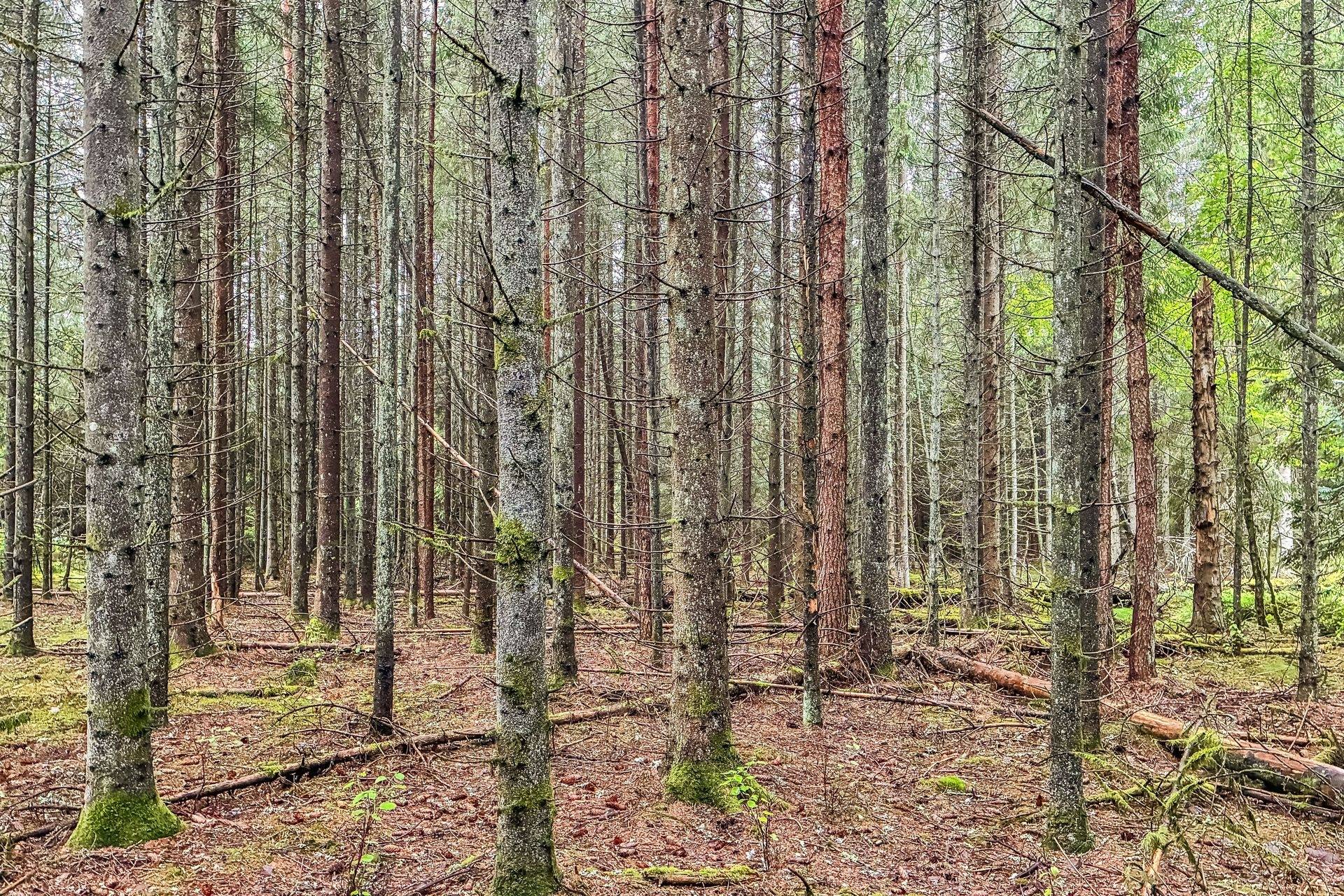 Gård/skog på Ivla Jonsköp 1 Ljungby kommun - bild 30