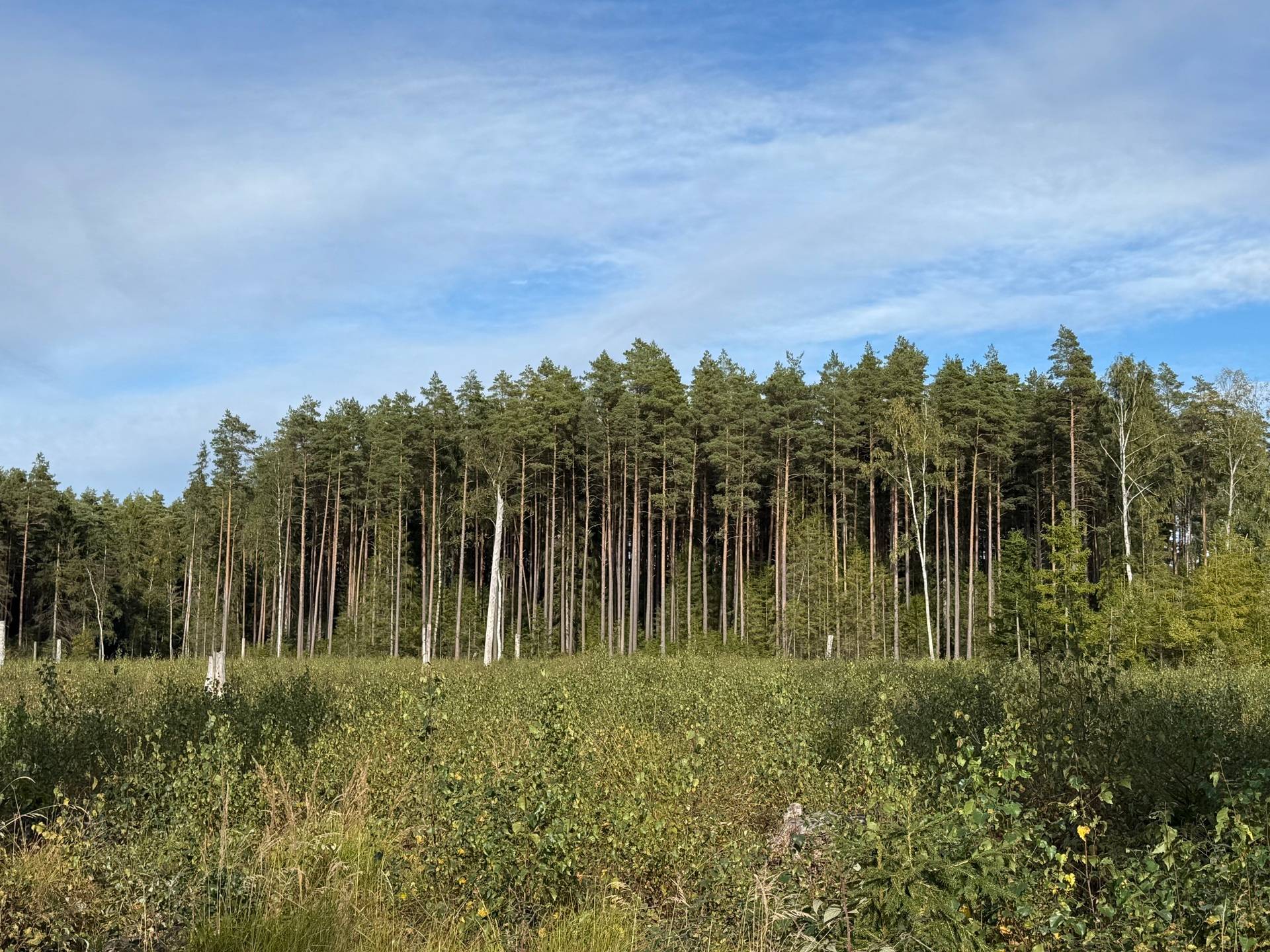 Gård med skogsbruk på Pilagården Lidköpings kommun - bild 10