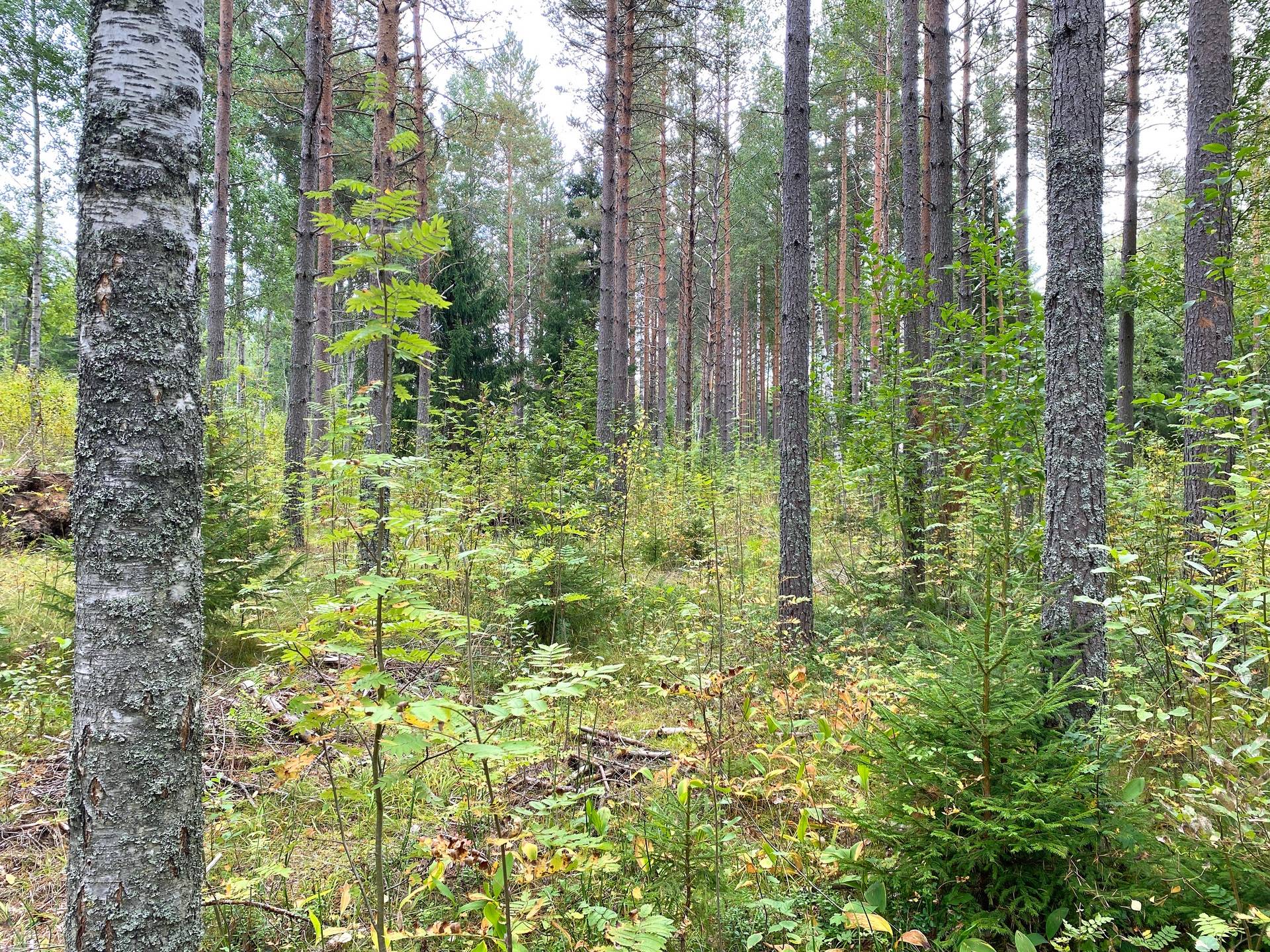 Gård med skogsbruk på Skog och jakt nära Söderhamn Hällmyra Söderhamns kommun - bild 4